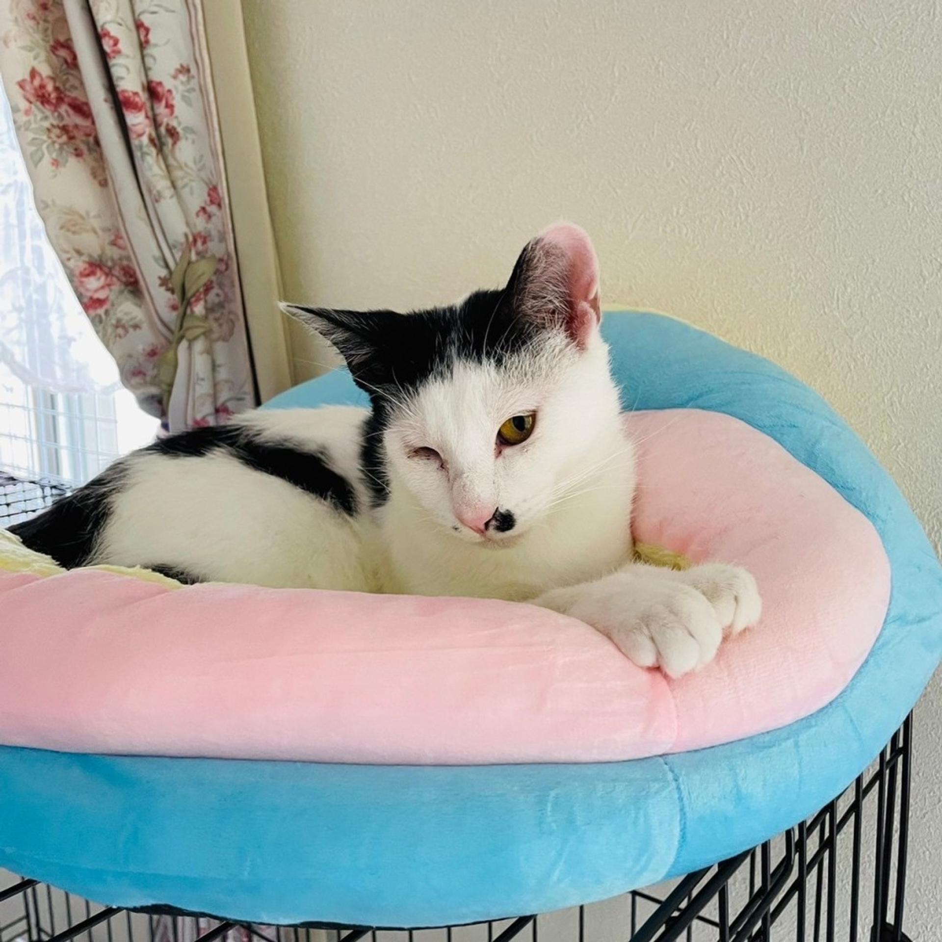pet-image-3
