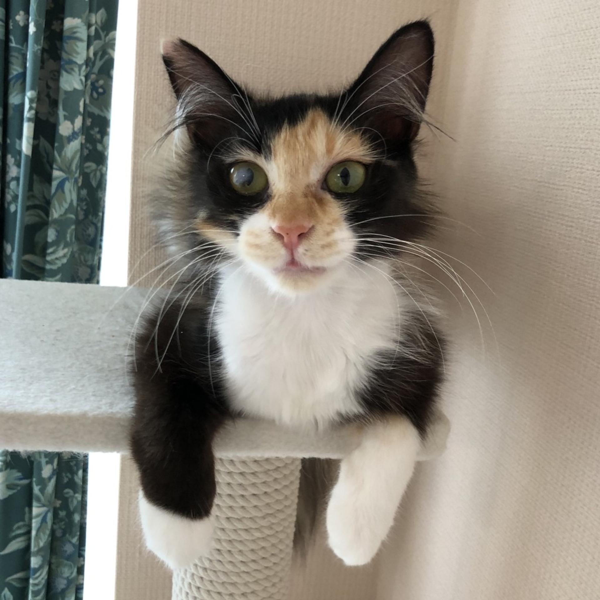 pet-image-5