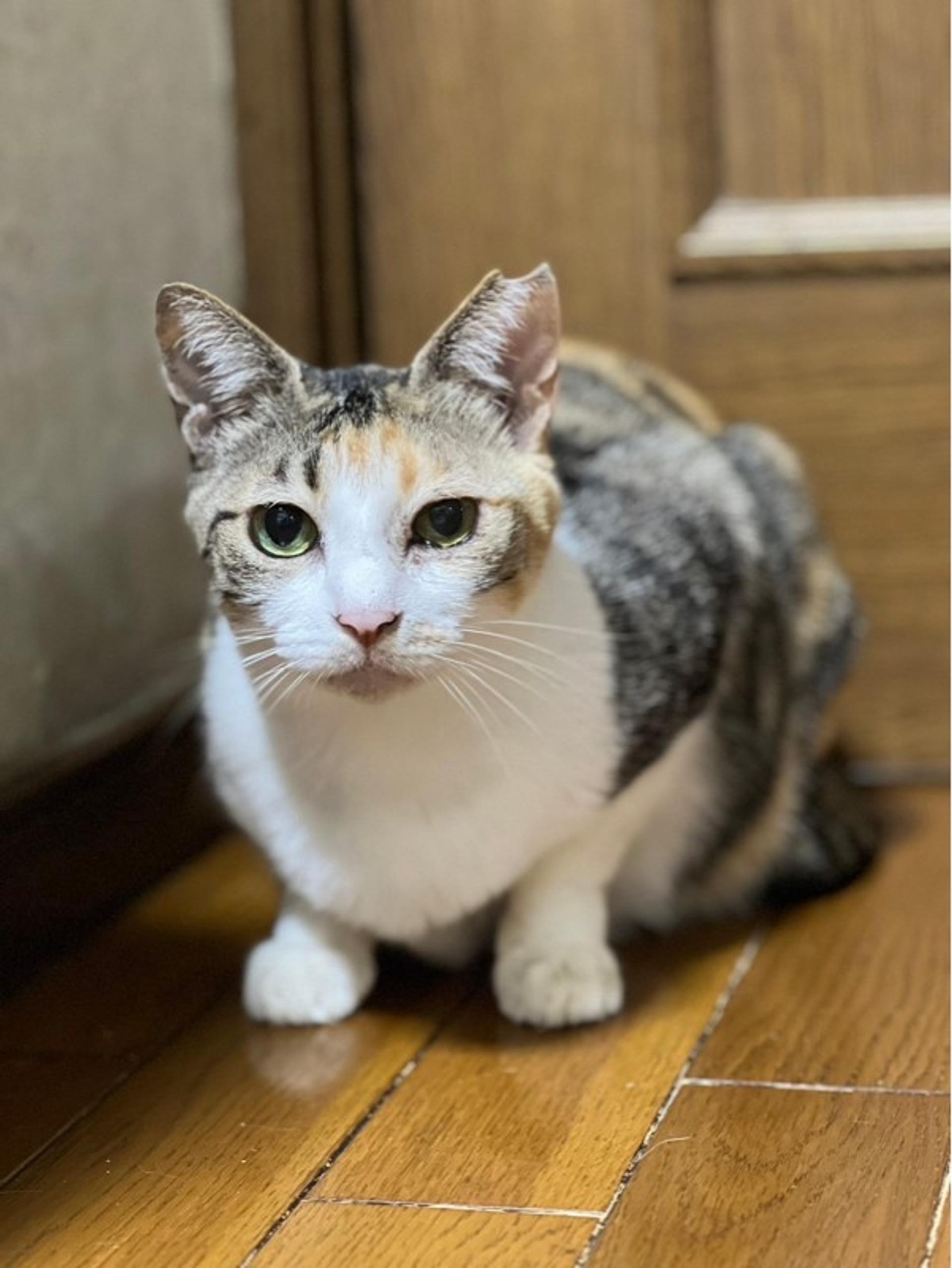pet-image-4