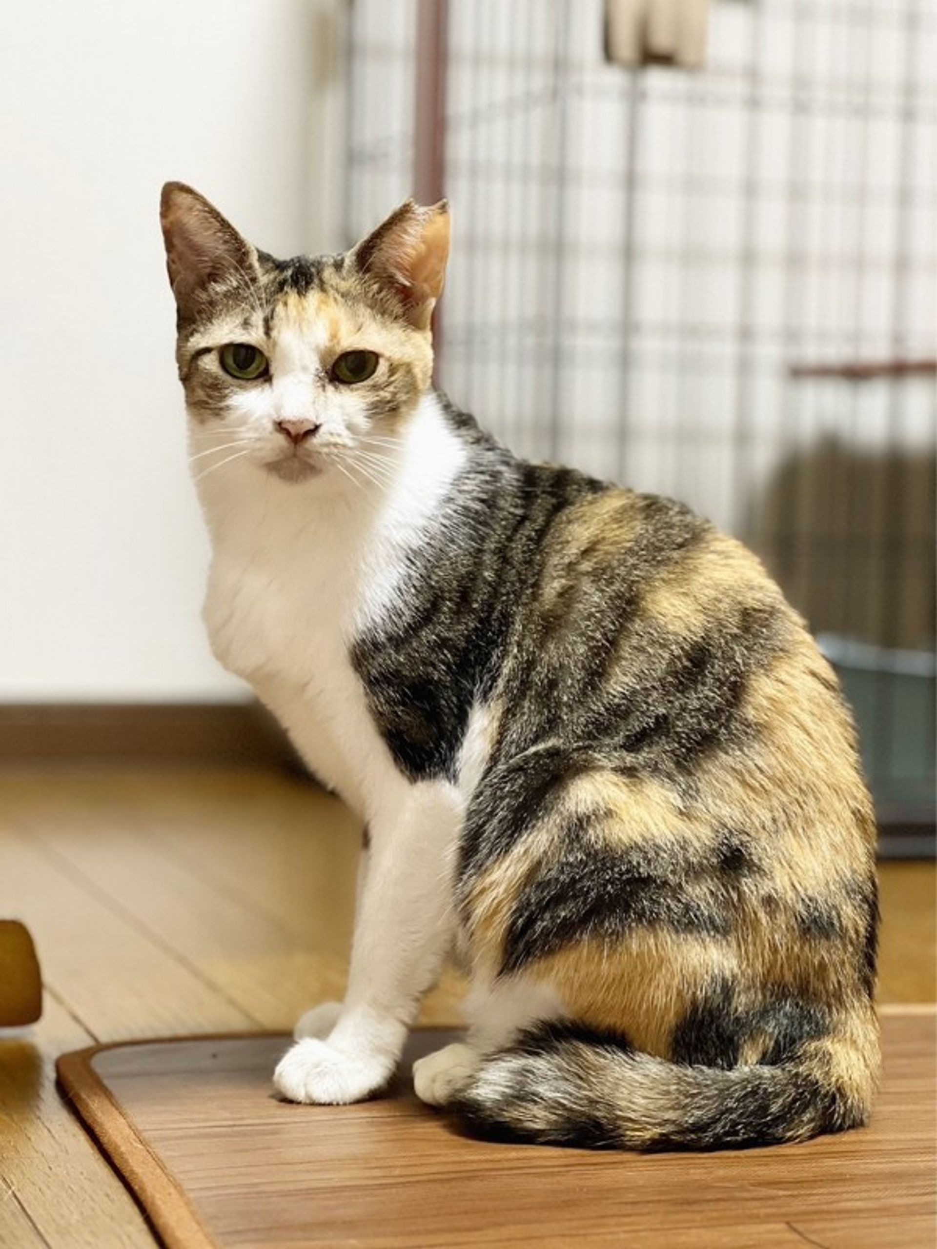 雑種（ミックス猫）・メスの里親募集の写真