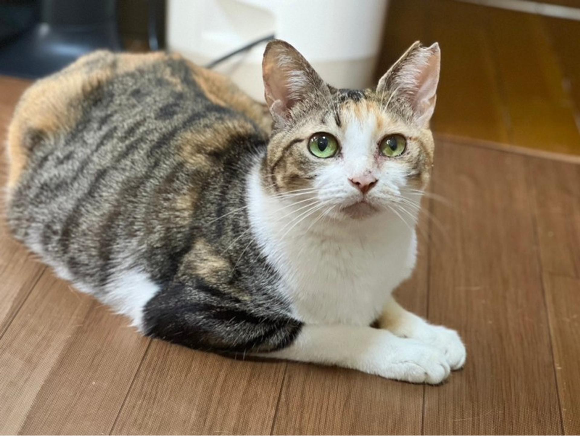 pet-image-3