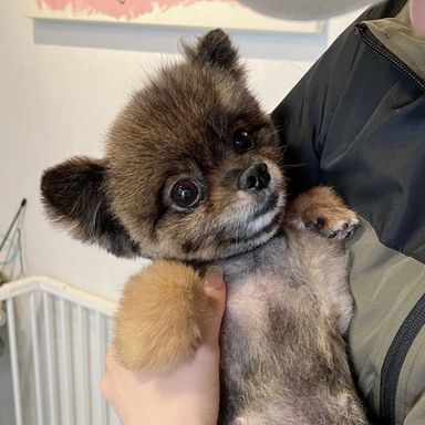 ビビ