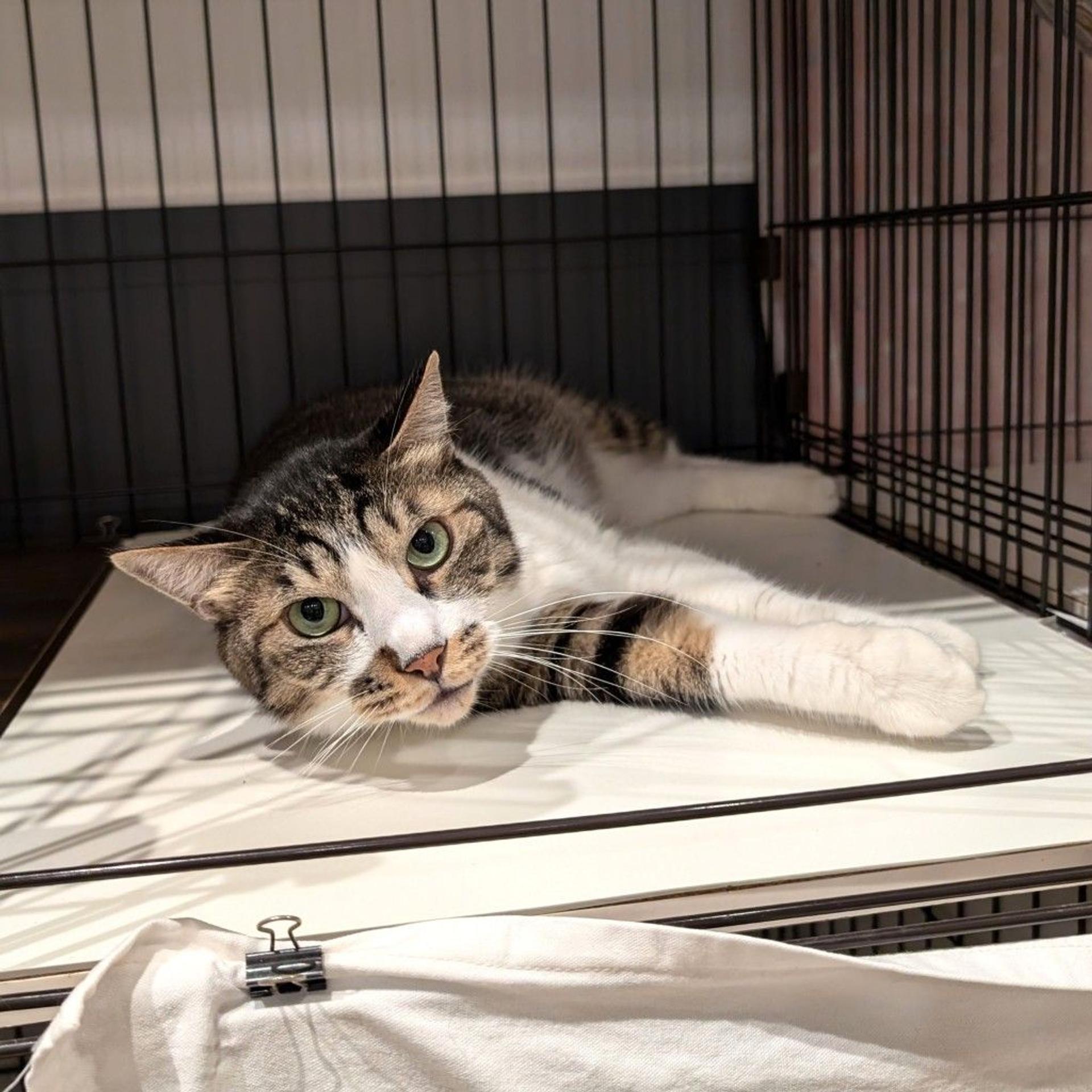 pet-image-2