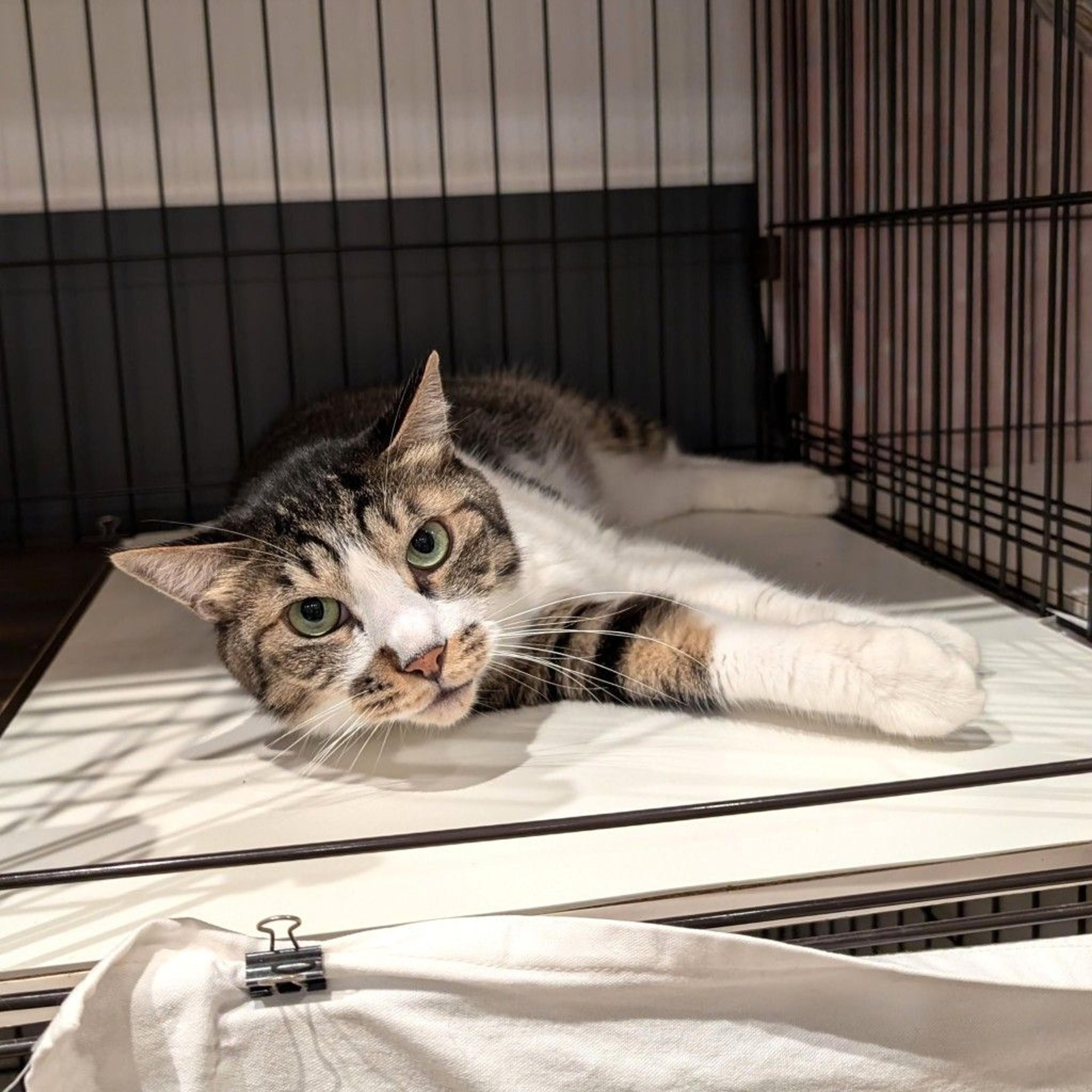 pet-image-2