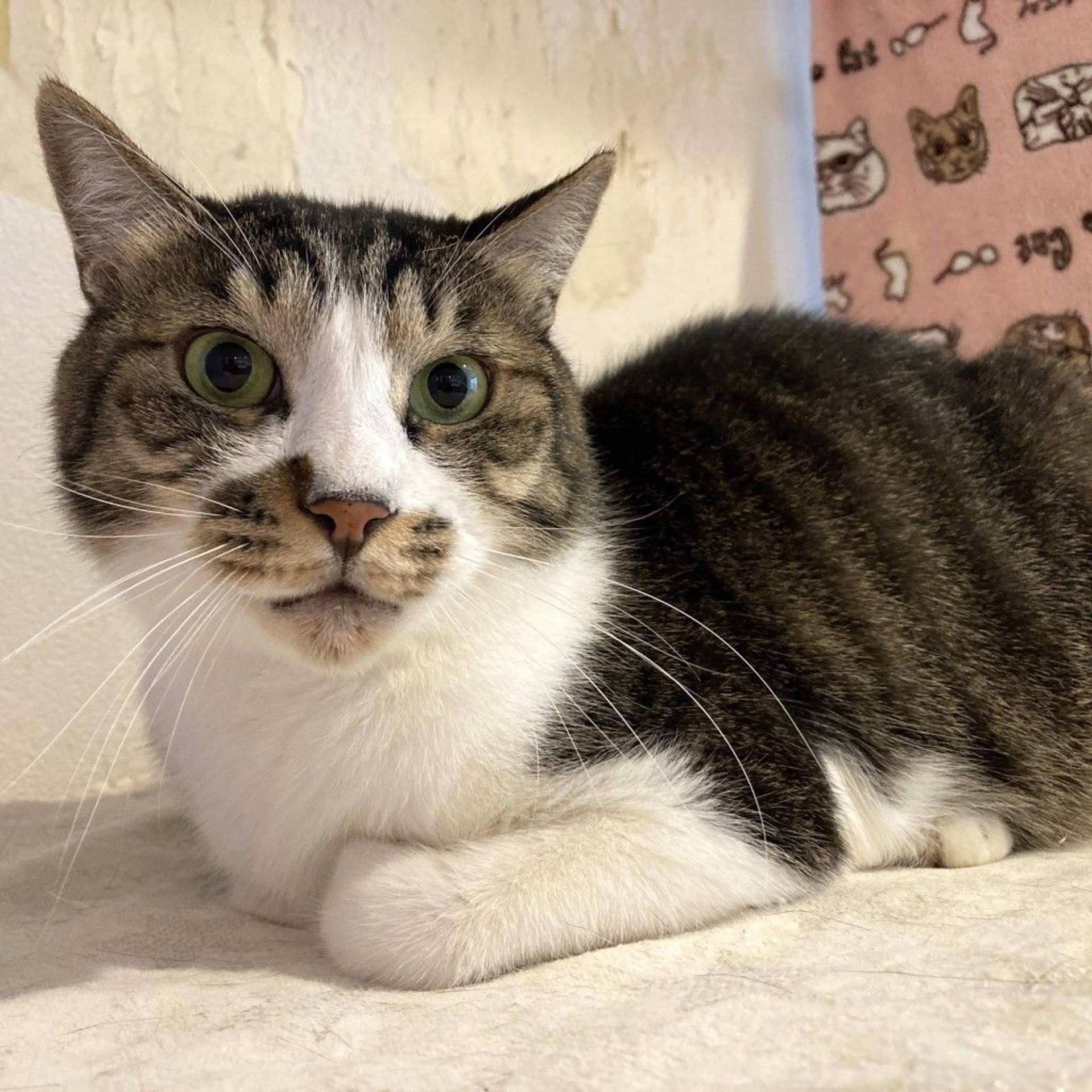 雑種（ミックス猫）・オスの里親募集の写真