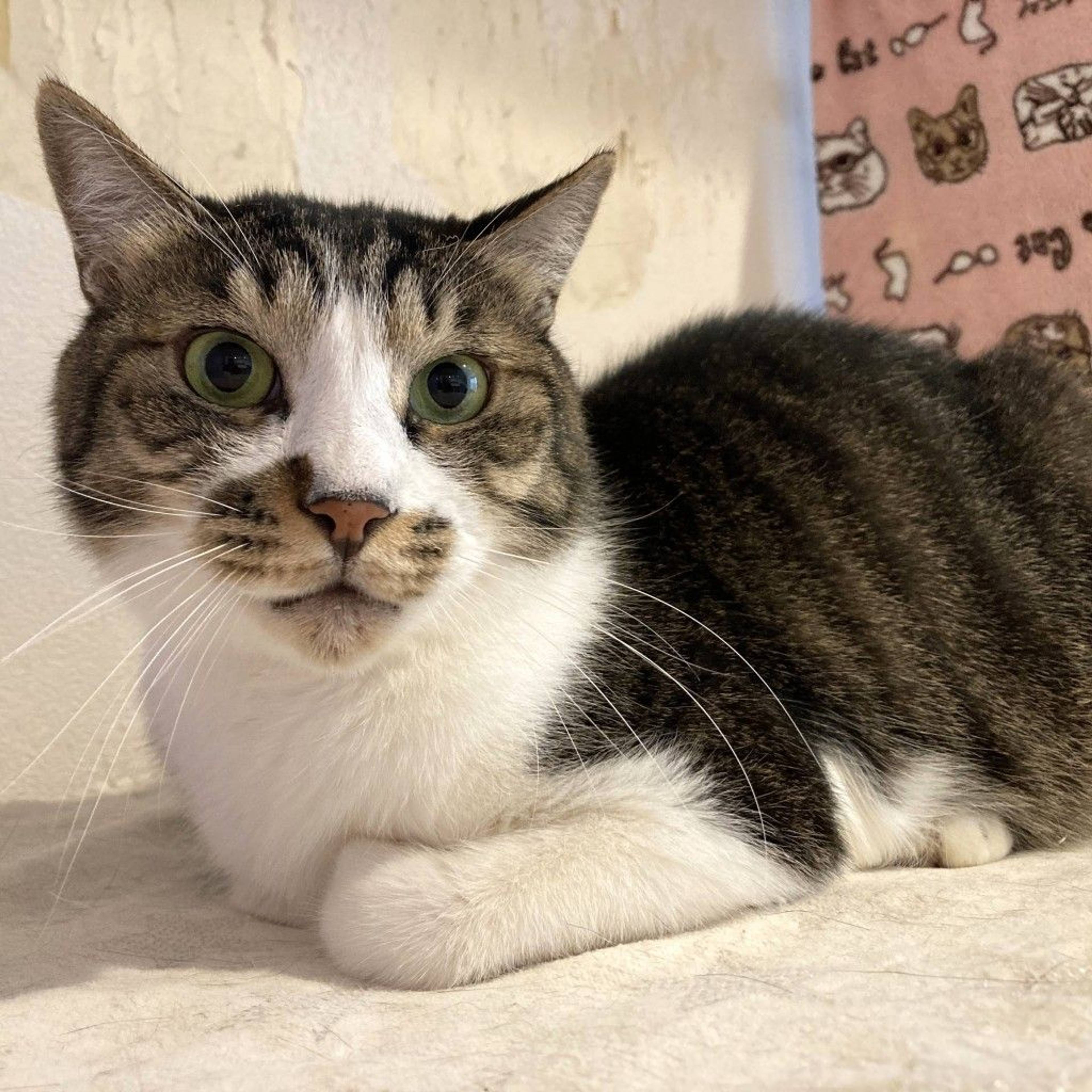 雑種（ミックス猫）・オスの里親募集の写真