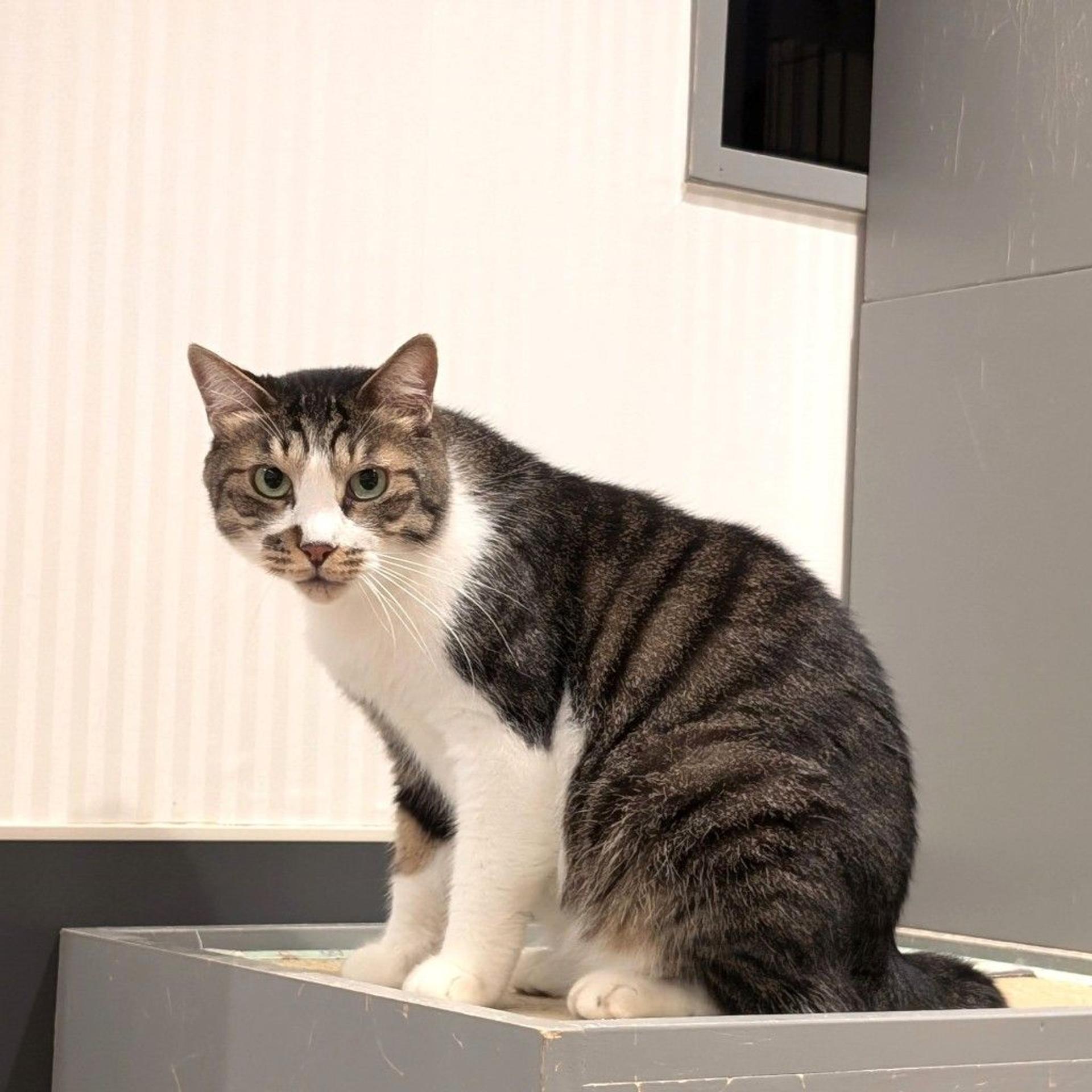 pet-image-3
