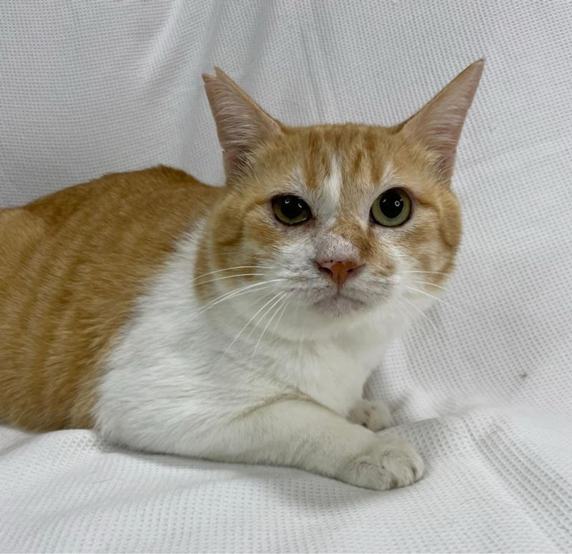 雑種（ミックス猫）・オスの里親募集の写真
