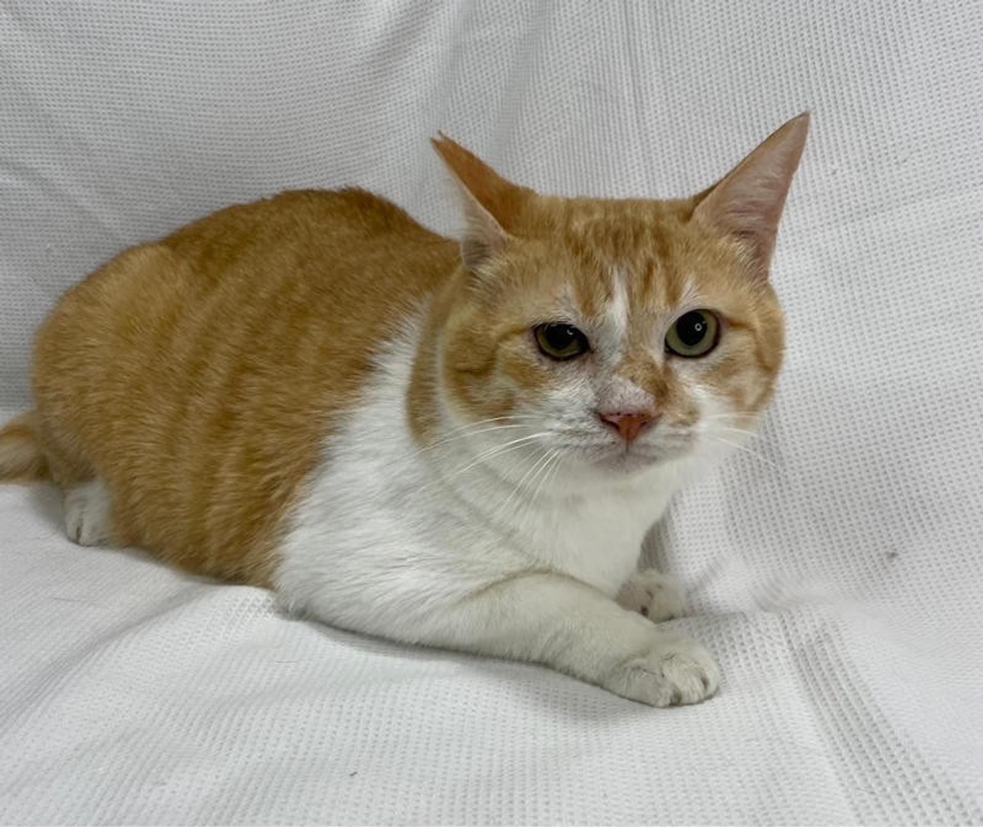 pet-image-5
