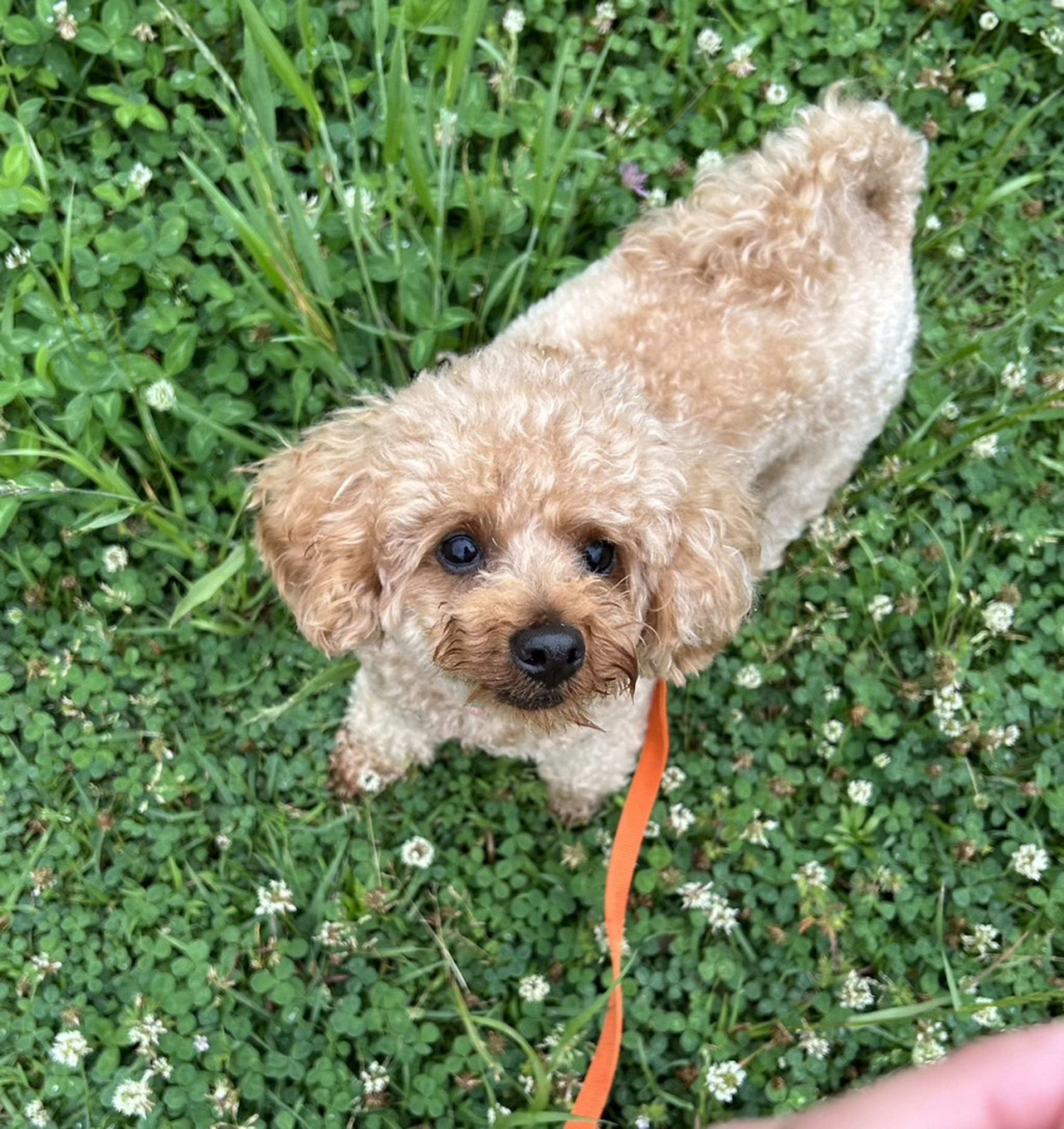 pet-image-5