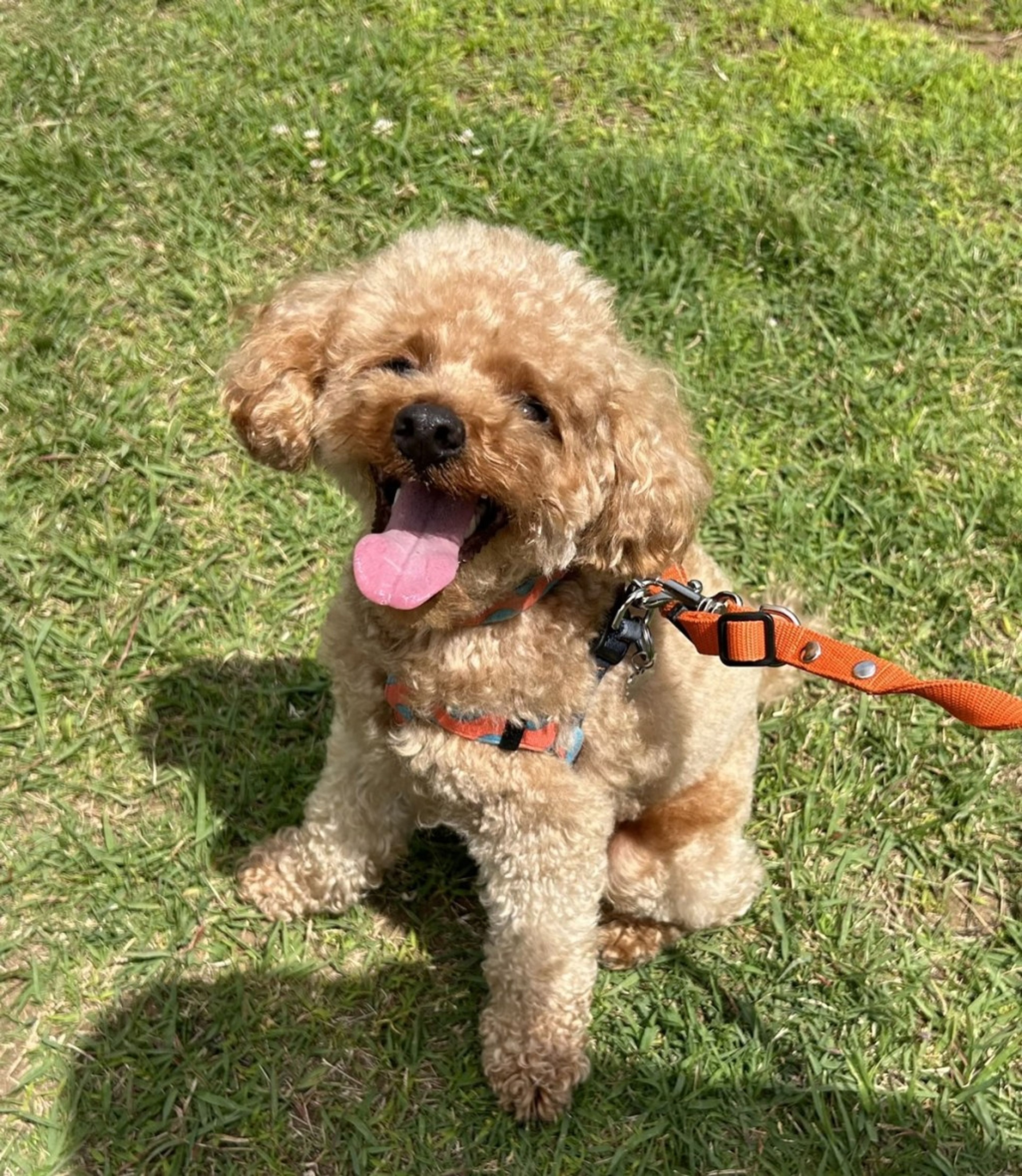 pet-image-6