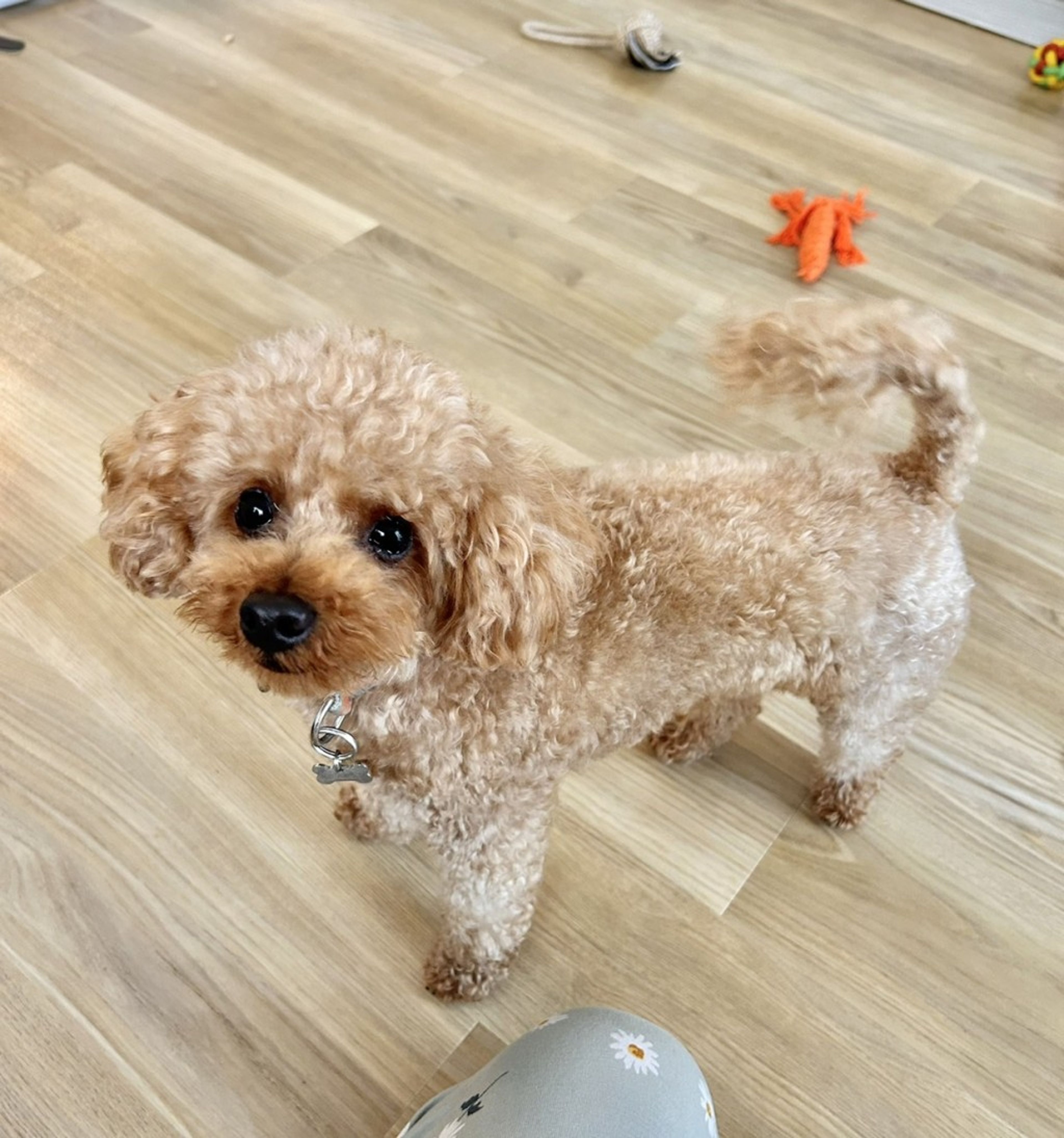 pet-image-7