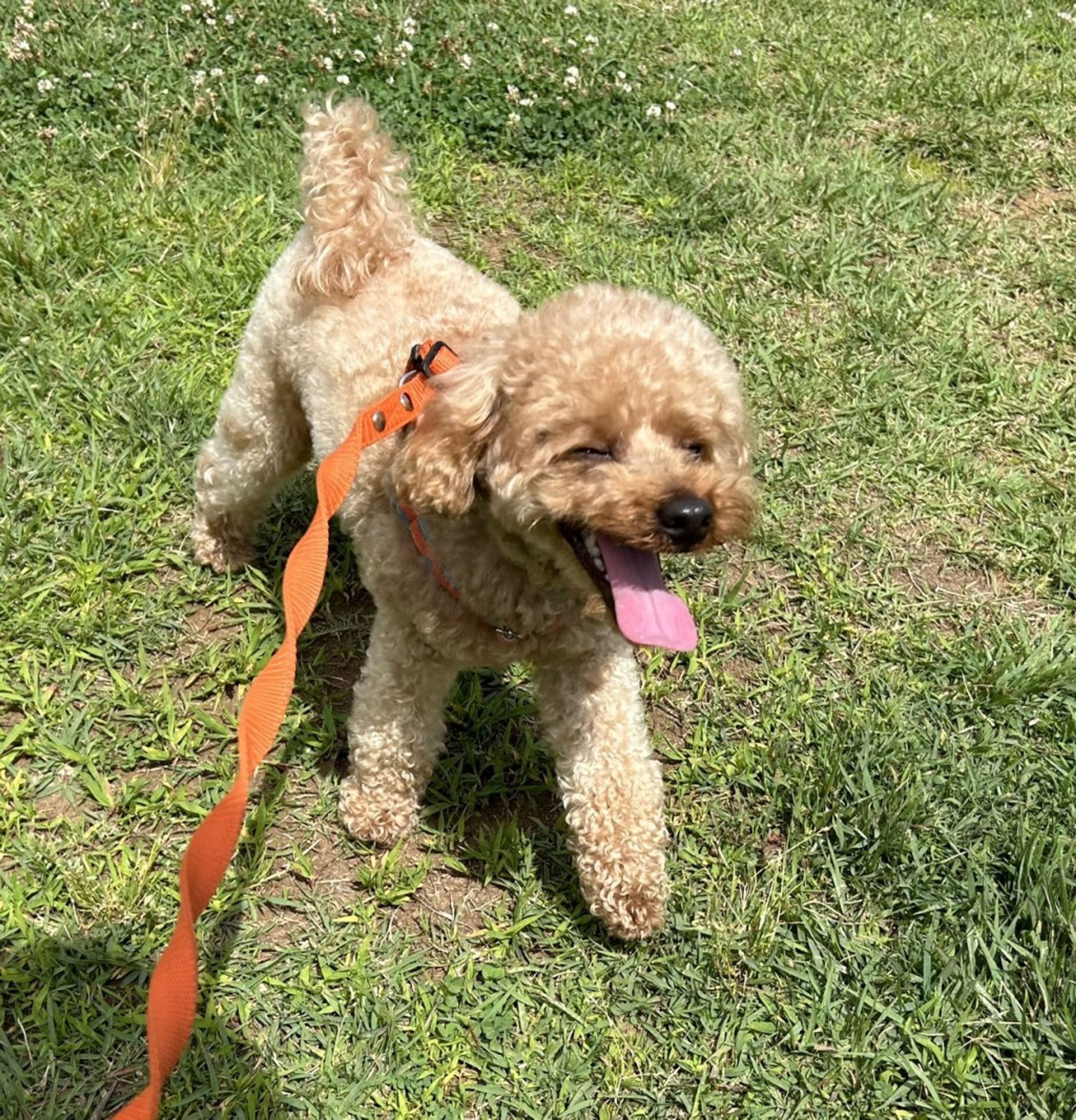 pet-image-3