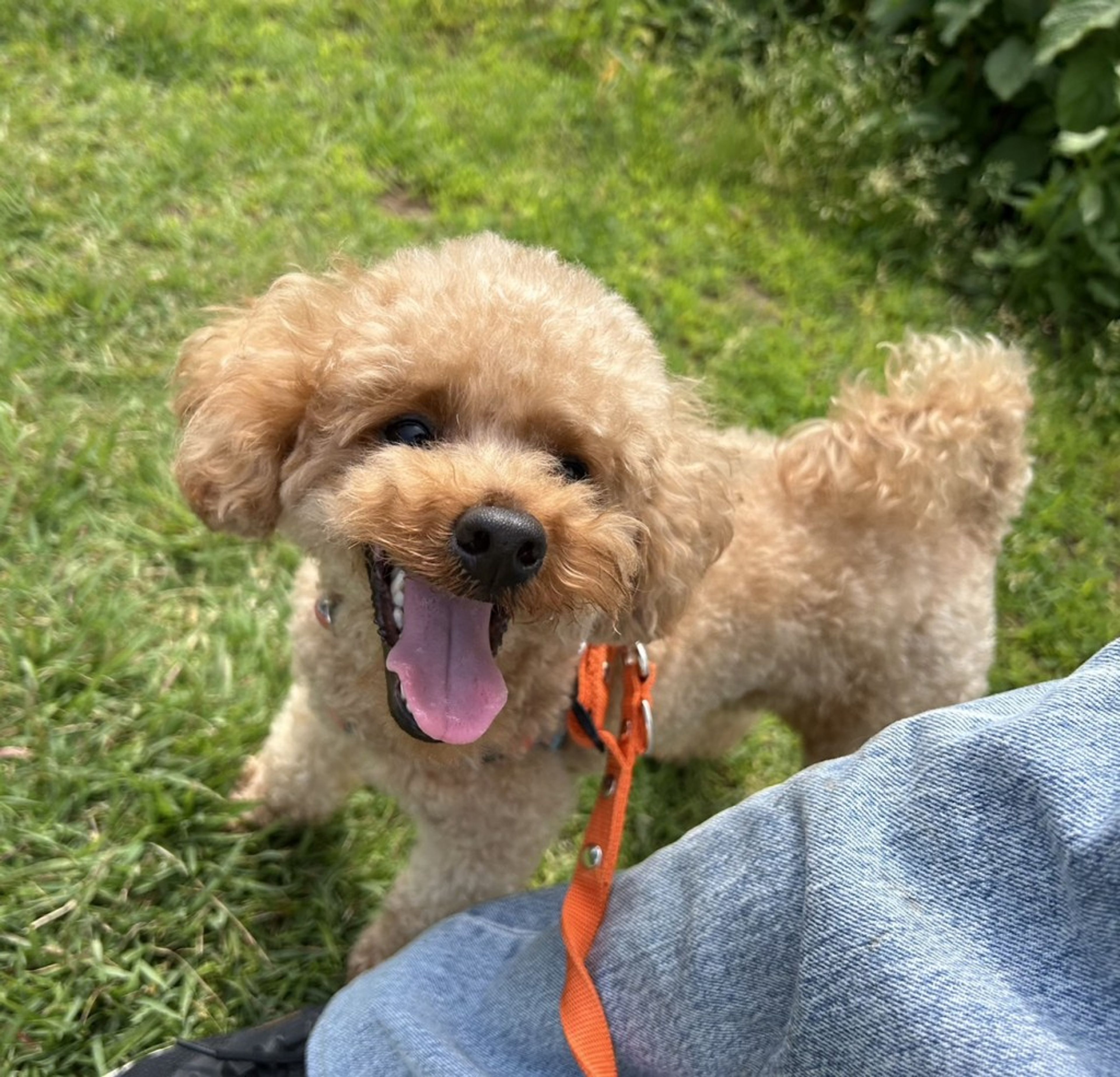 pet-image-2