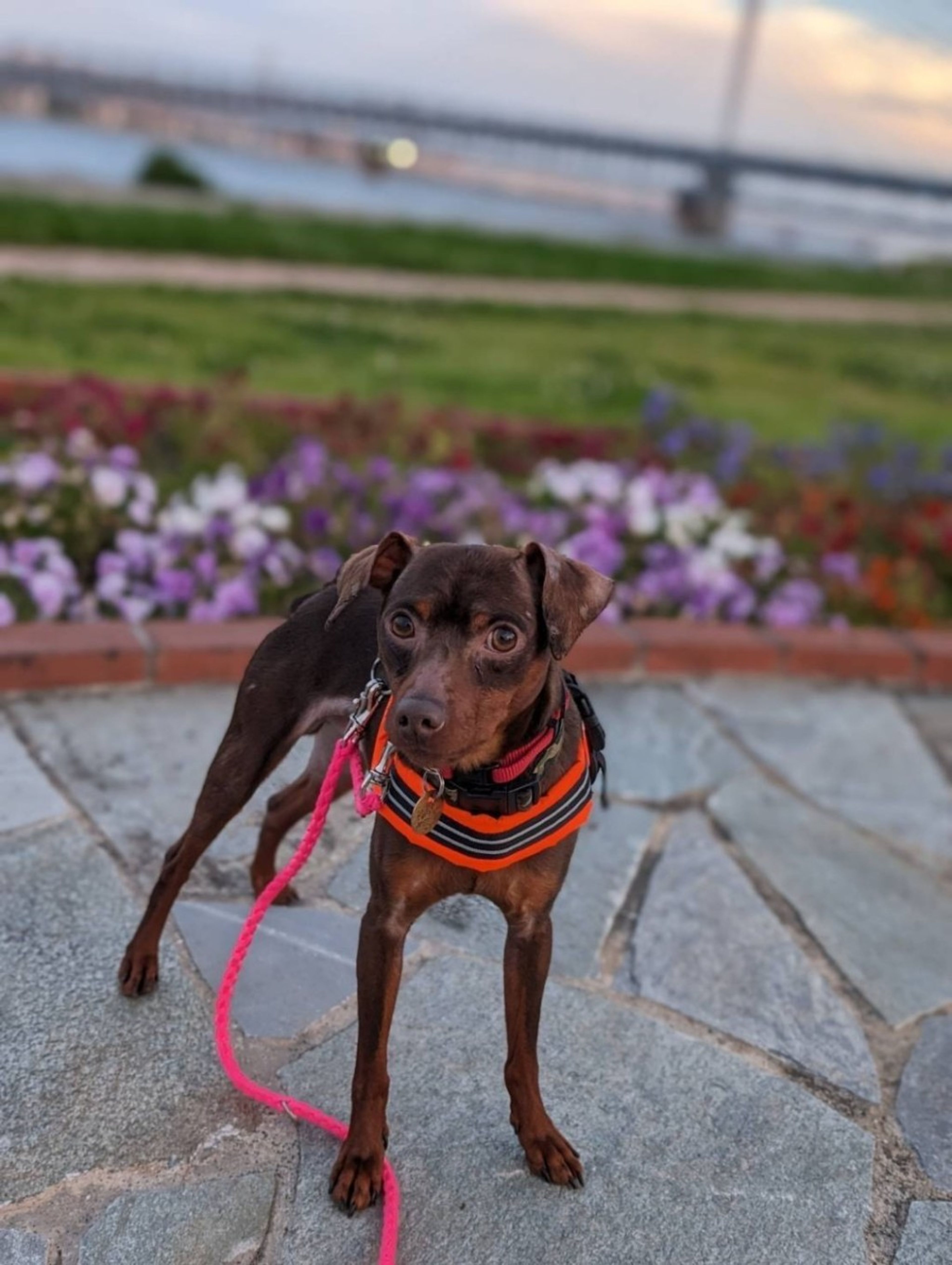 pet-image-4