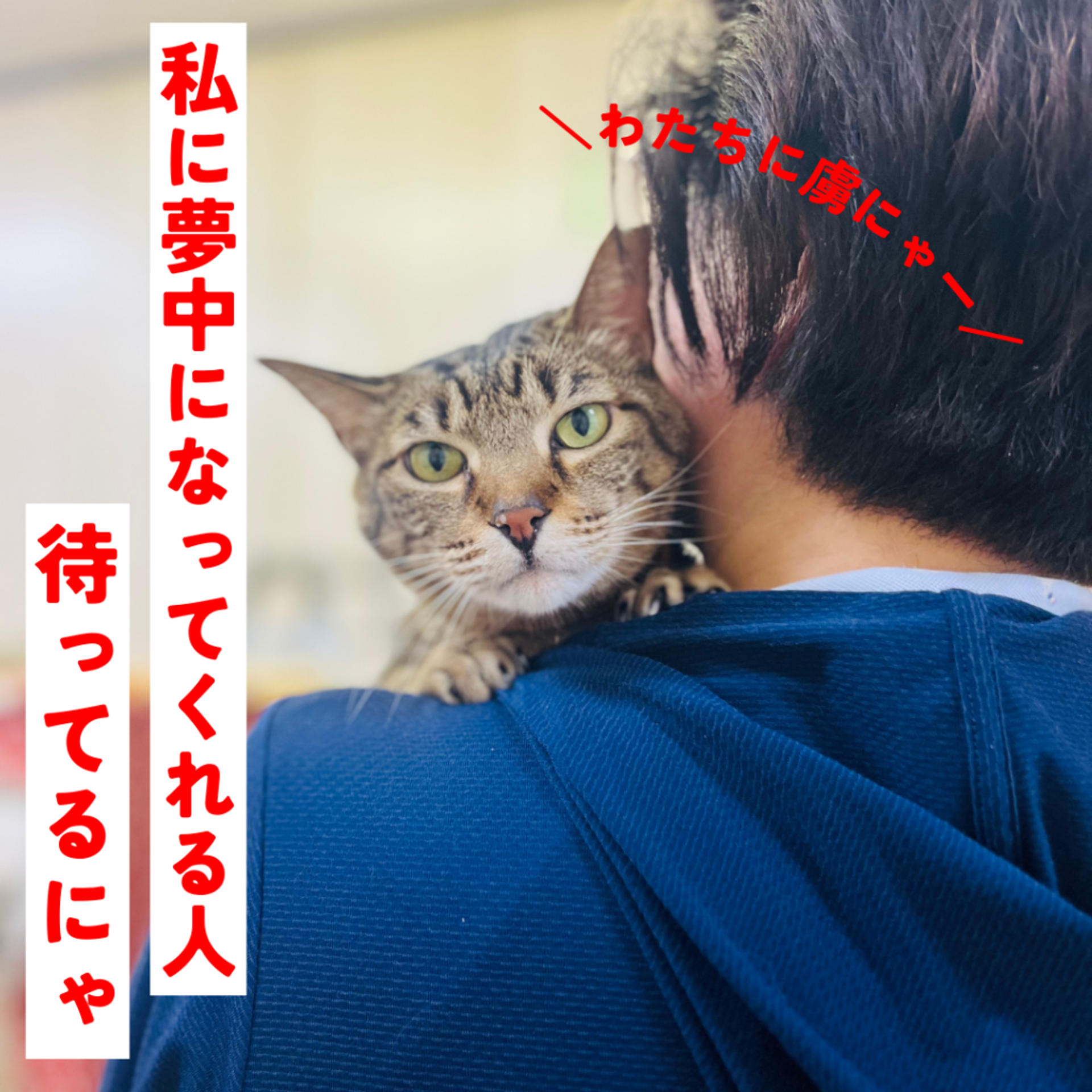 pet-image-6