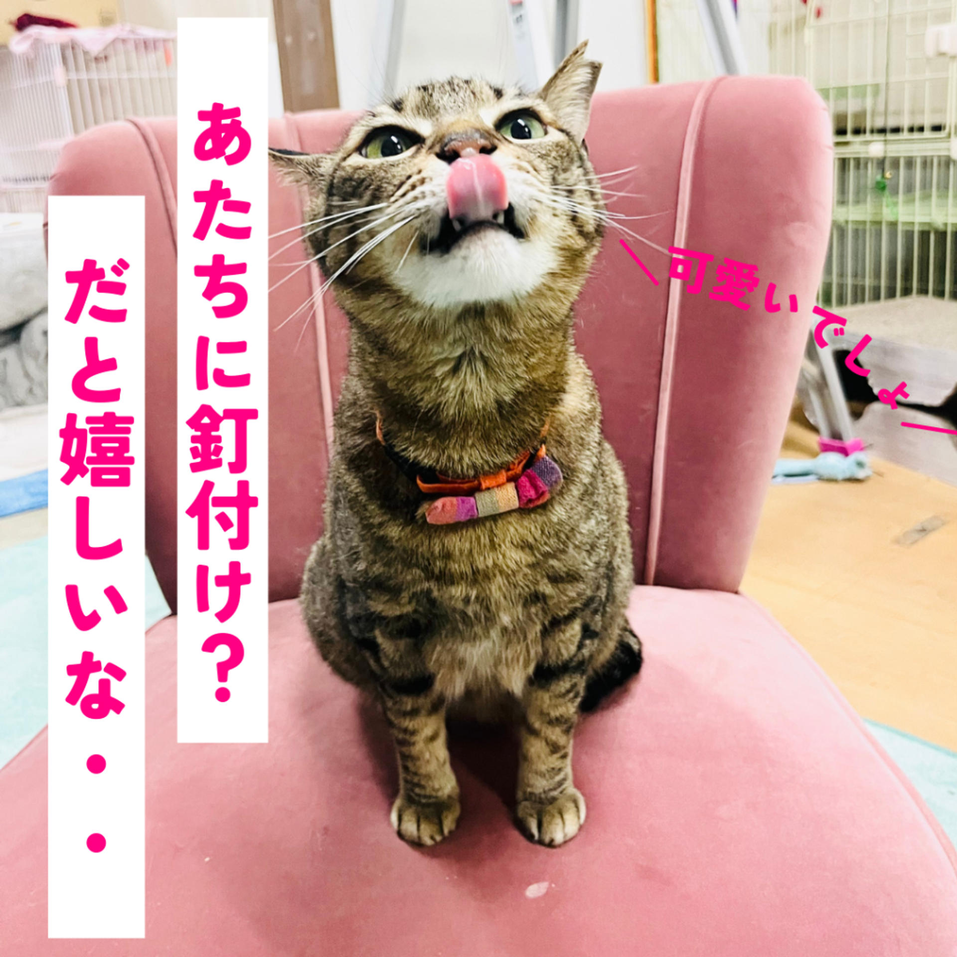 pet-image-4