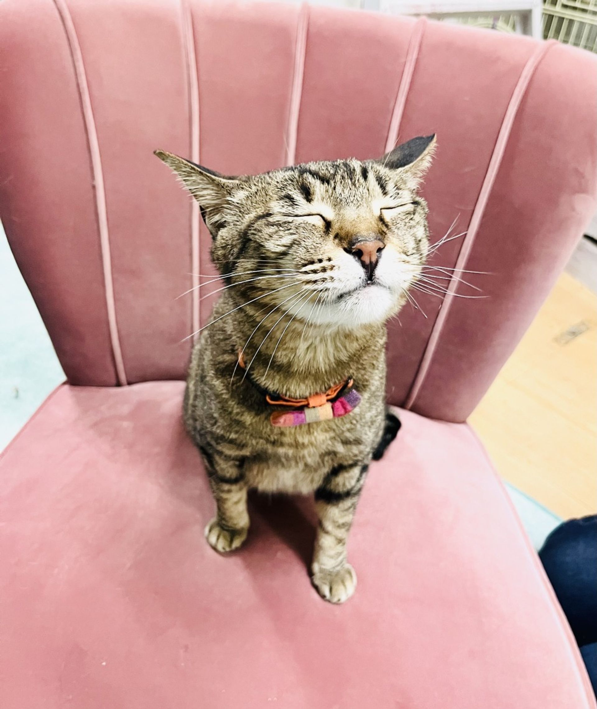 雑種（ミックス猫）・メスの里親募集の写真