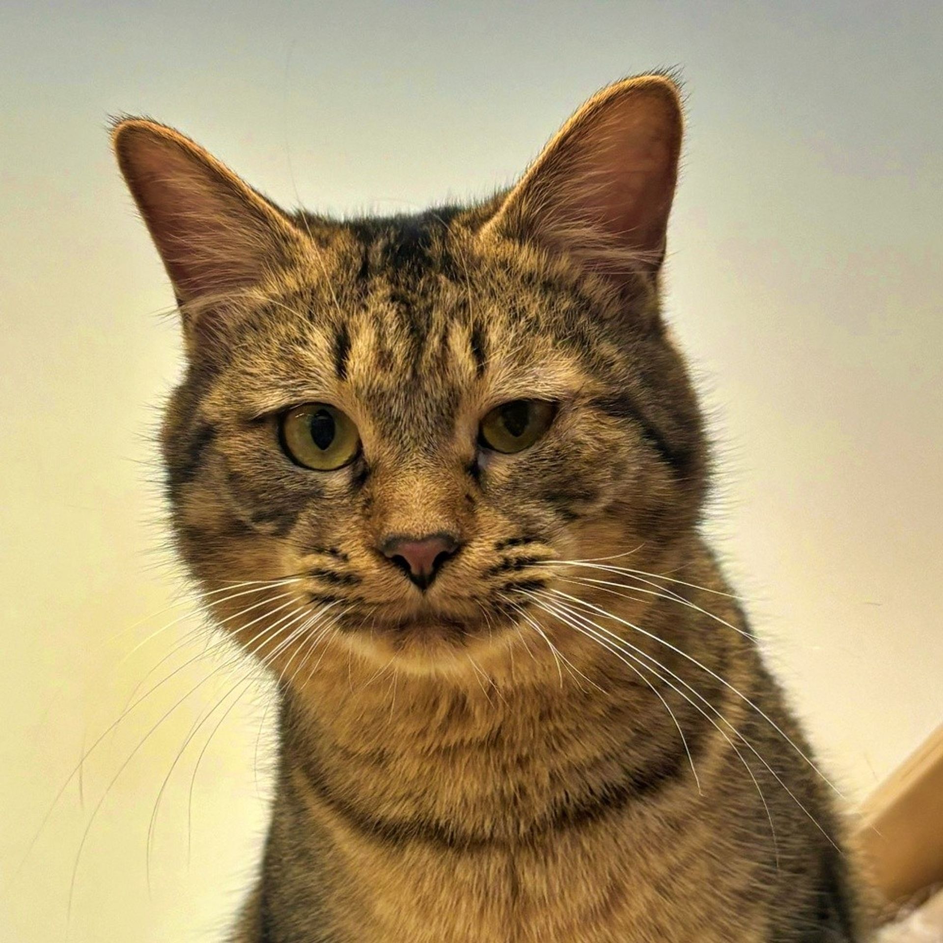 雑種（ミックス猫）・オスの里親募集の写真