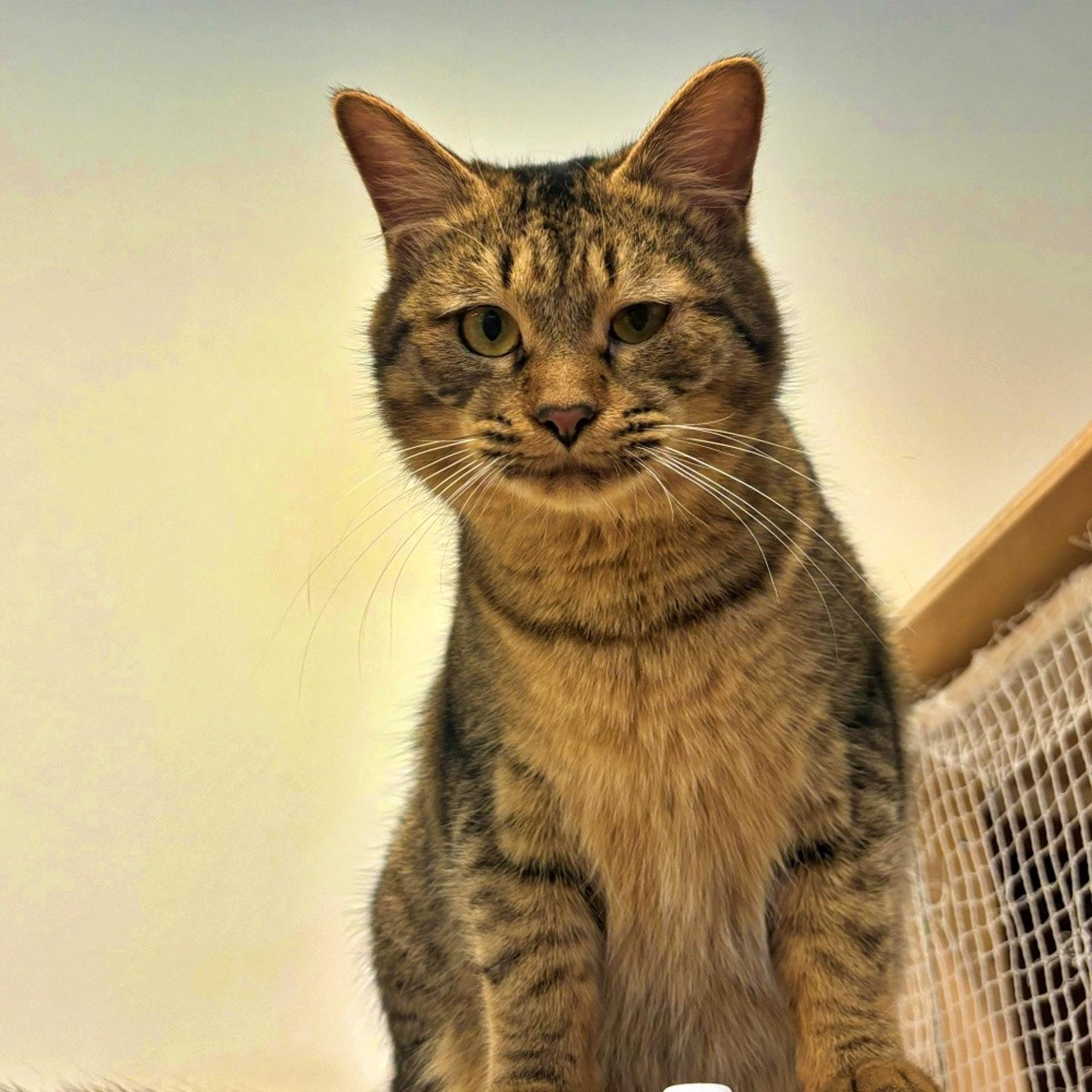 pet-image-6