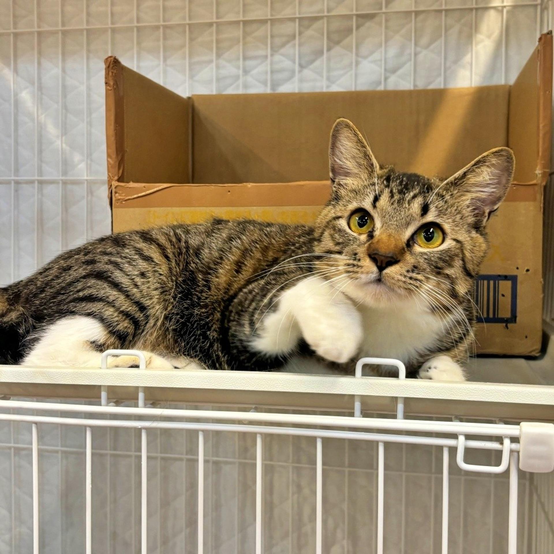 pet-image-2