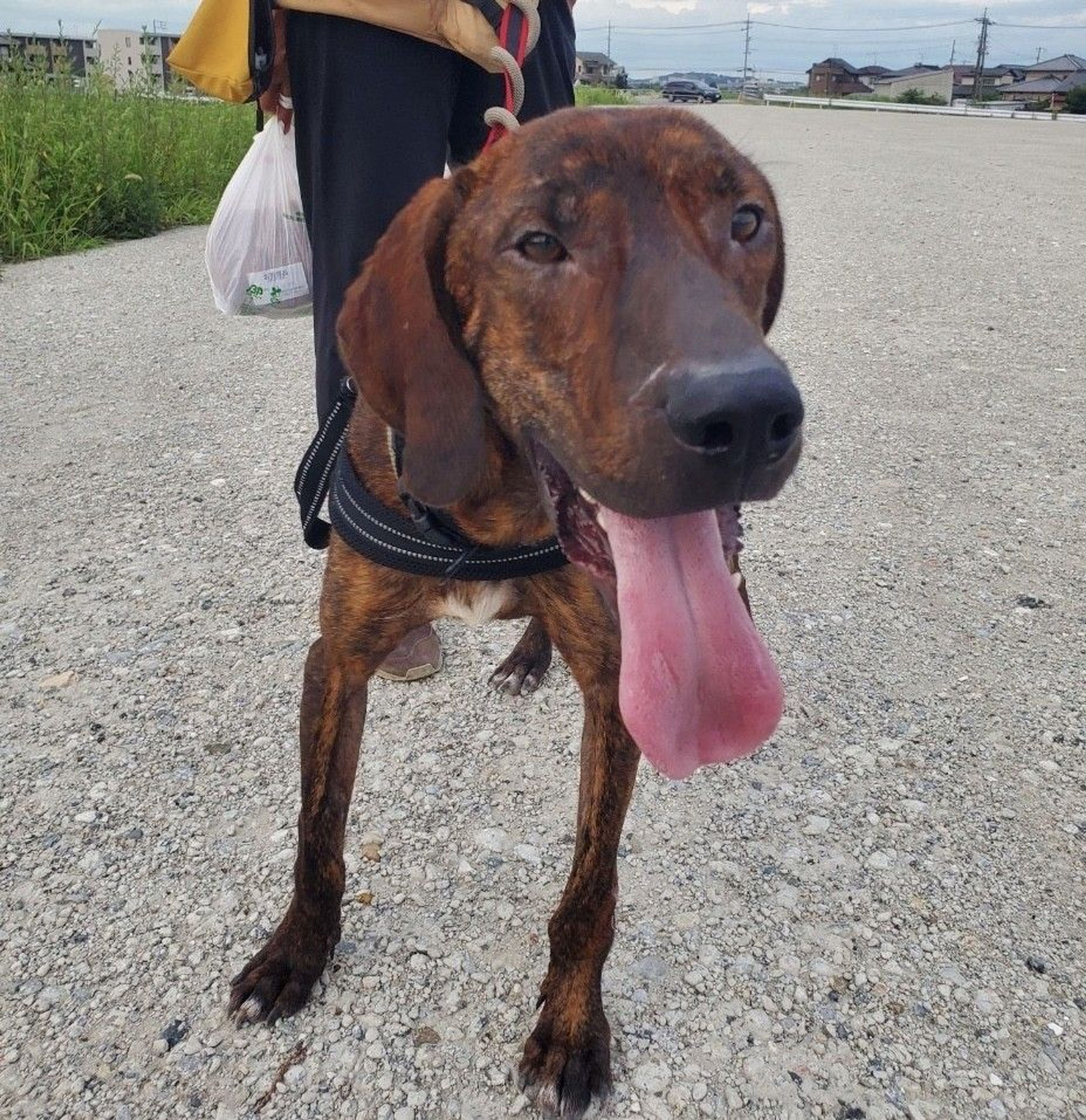 雑種（ミックス犬）・オスの里親募集の写真