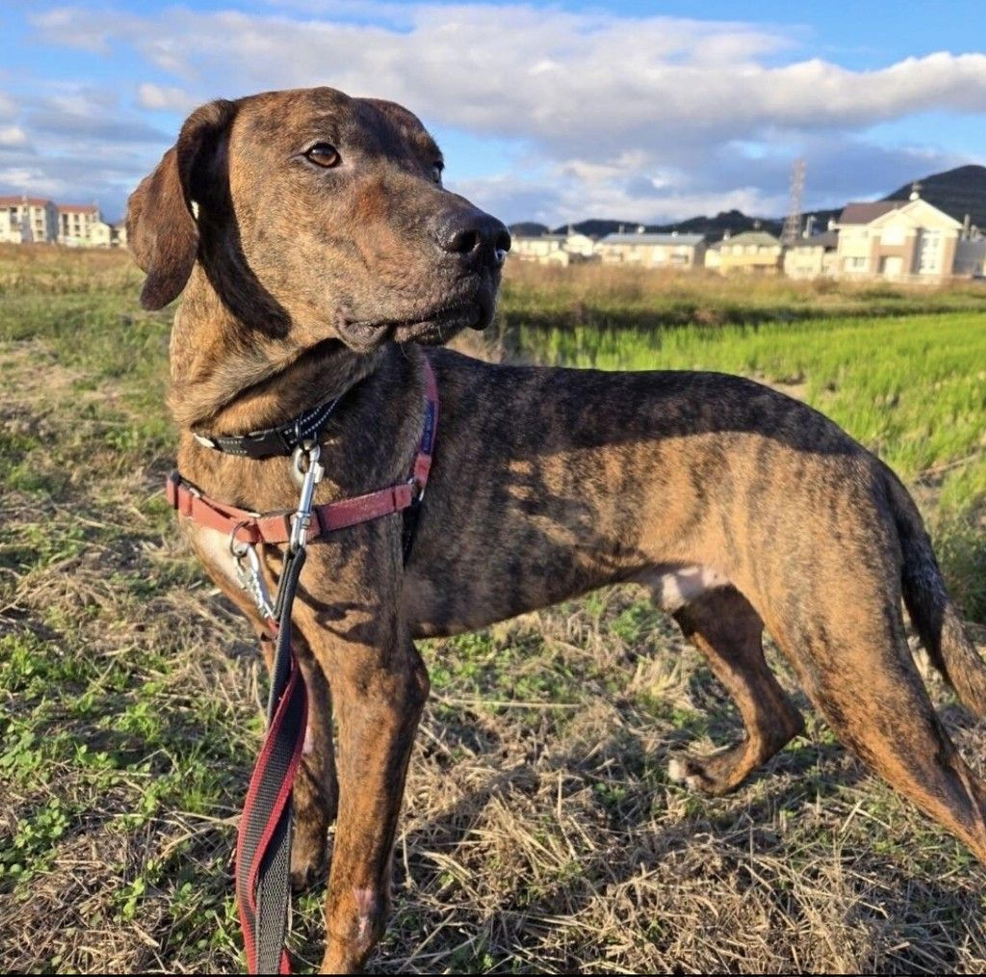 pet-image-4