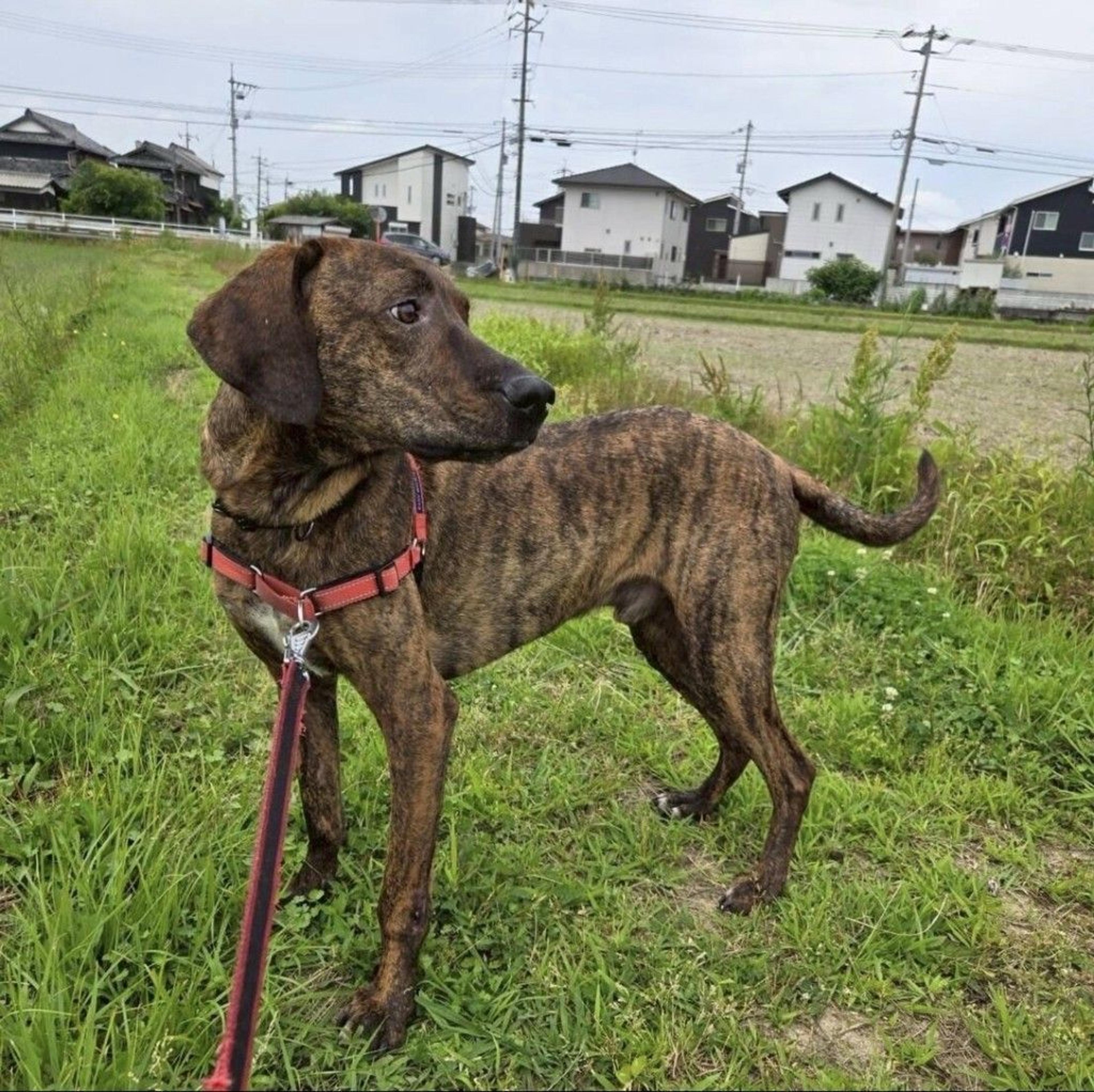 pet-image-6