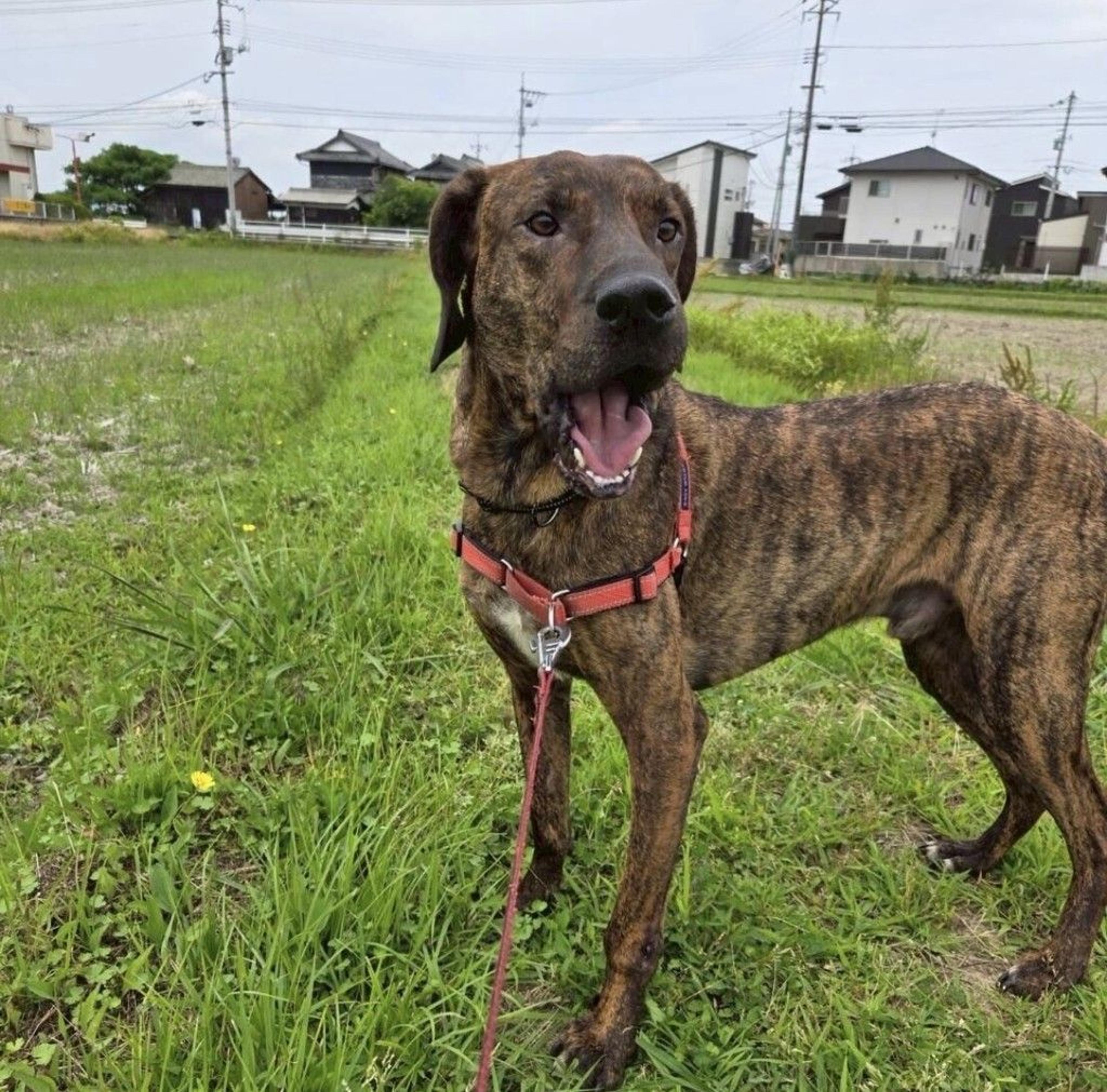 pet-image-8