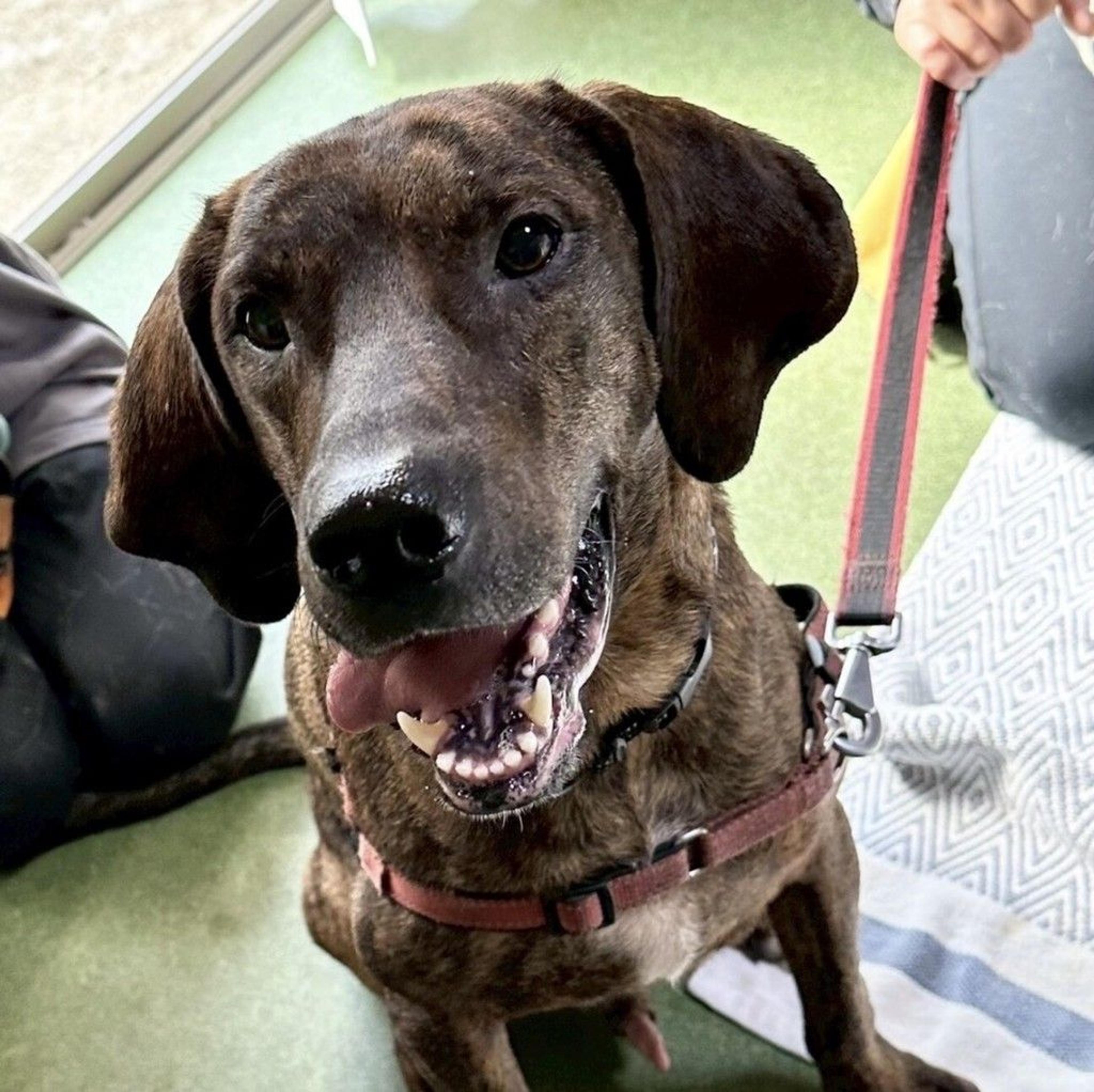pet-image-9