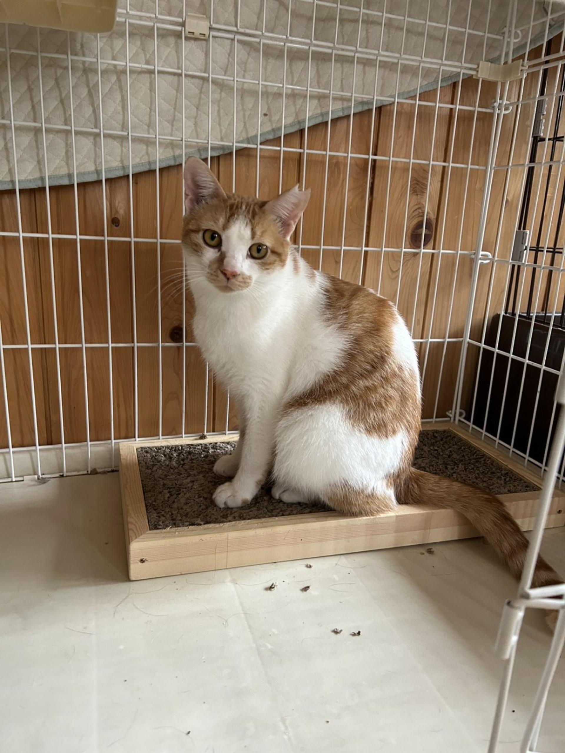 pet-image-5