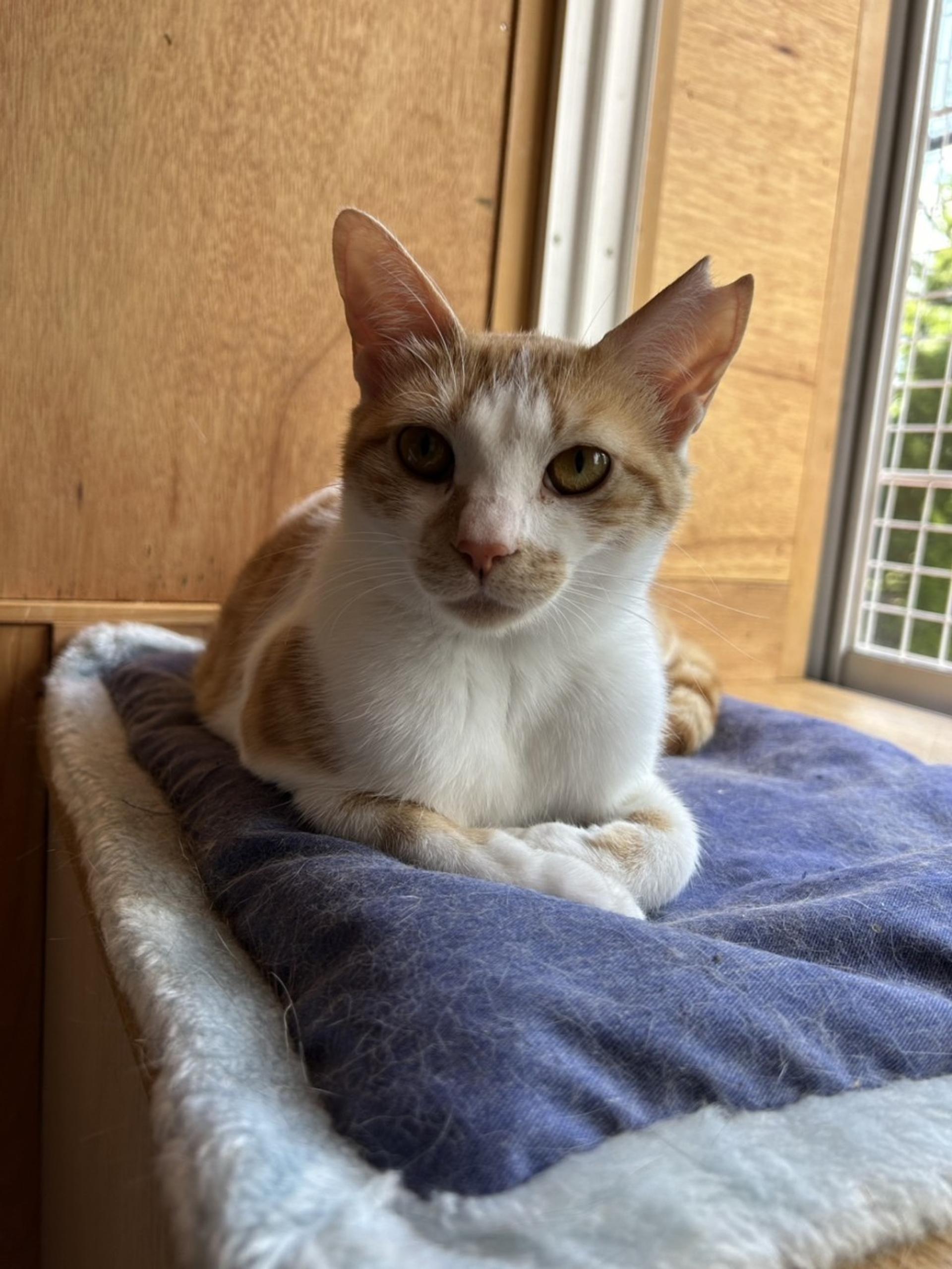 pet-image-3
