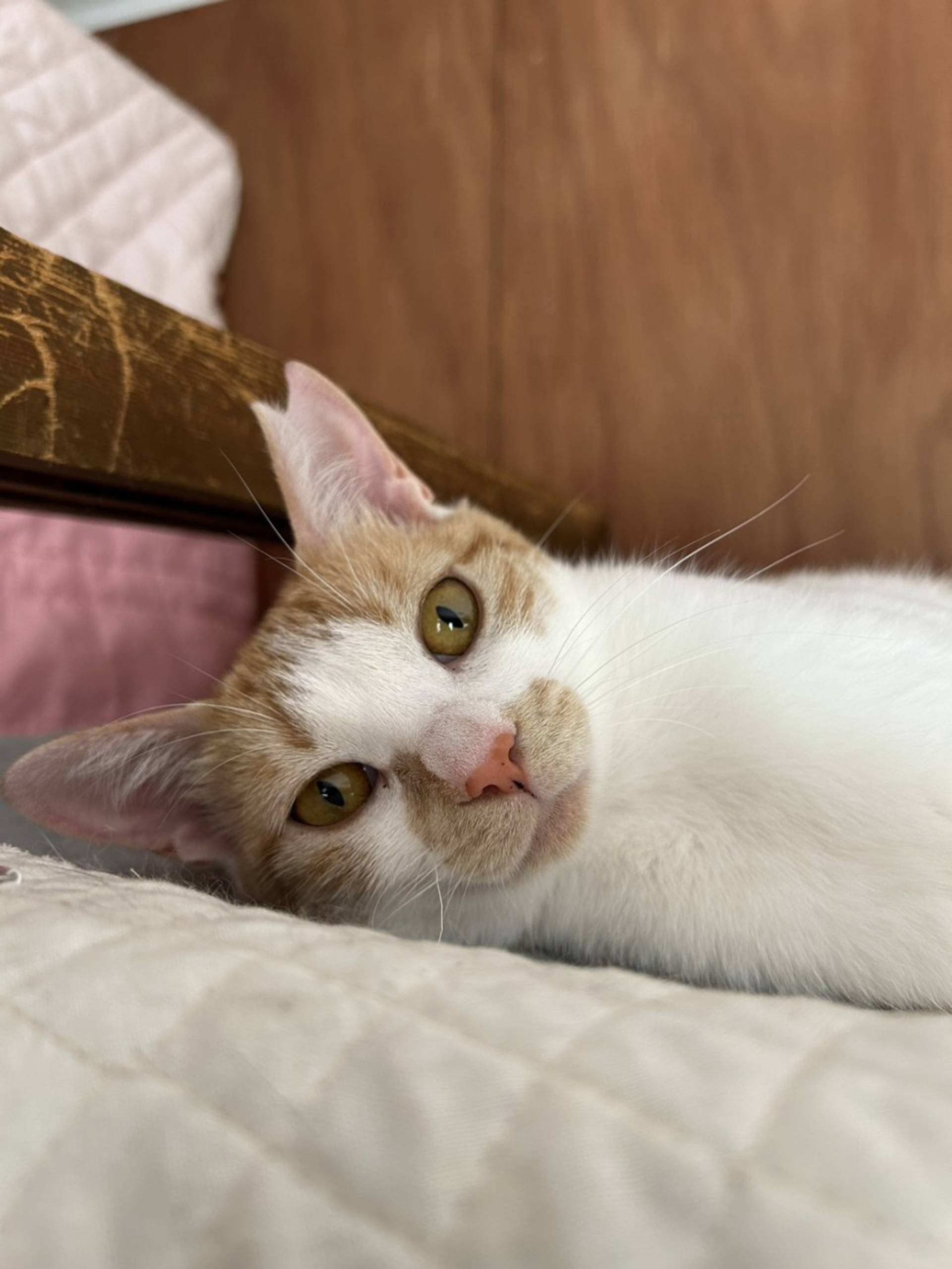 雑種（ミックス猫）・メスの里親募集の写真