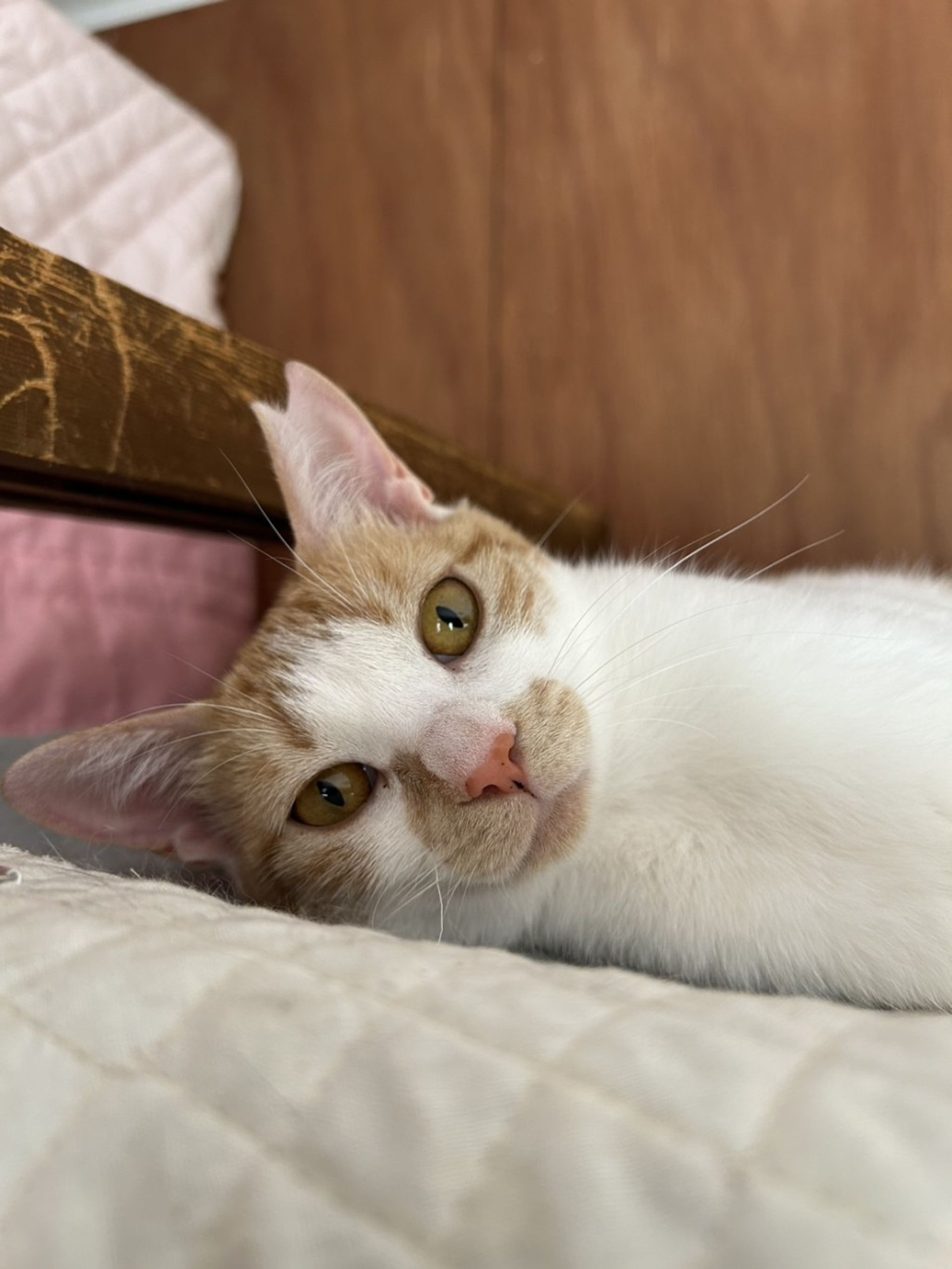 雑種（ミックス猫）・メスの里親募集の写真