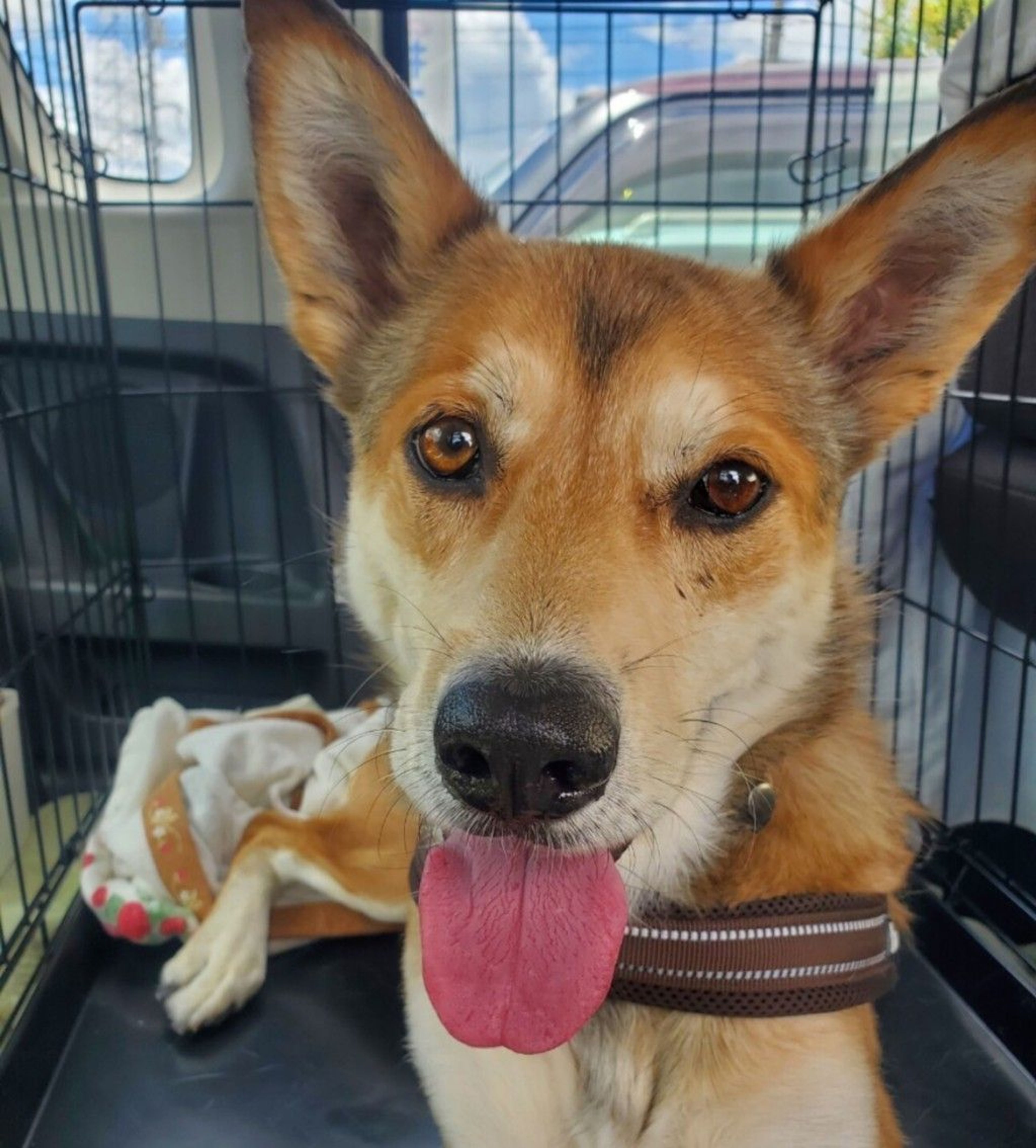 雑種（ミックス犬）・オスの里親募集の写真