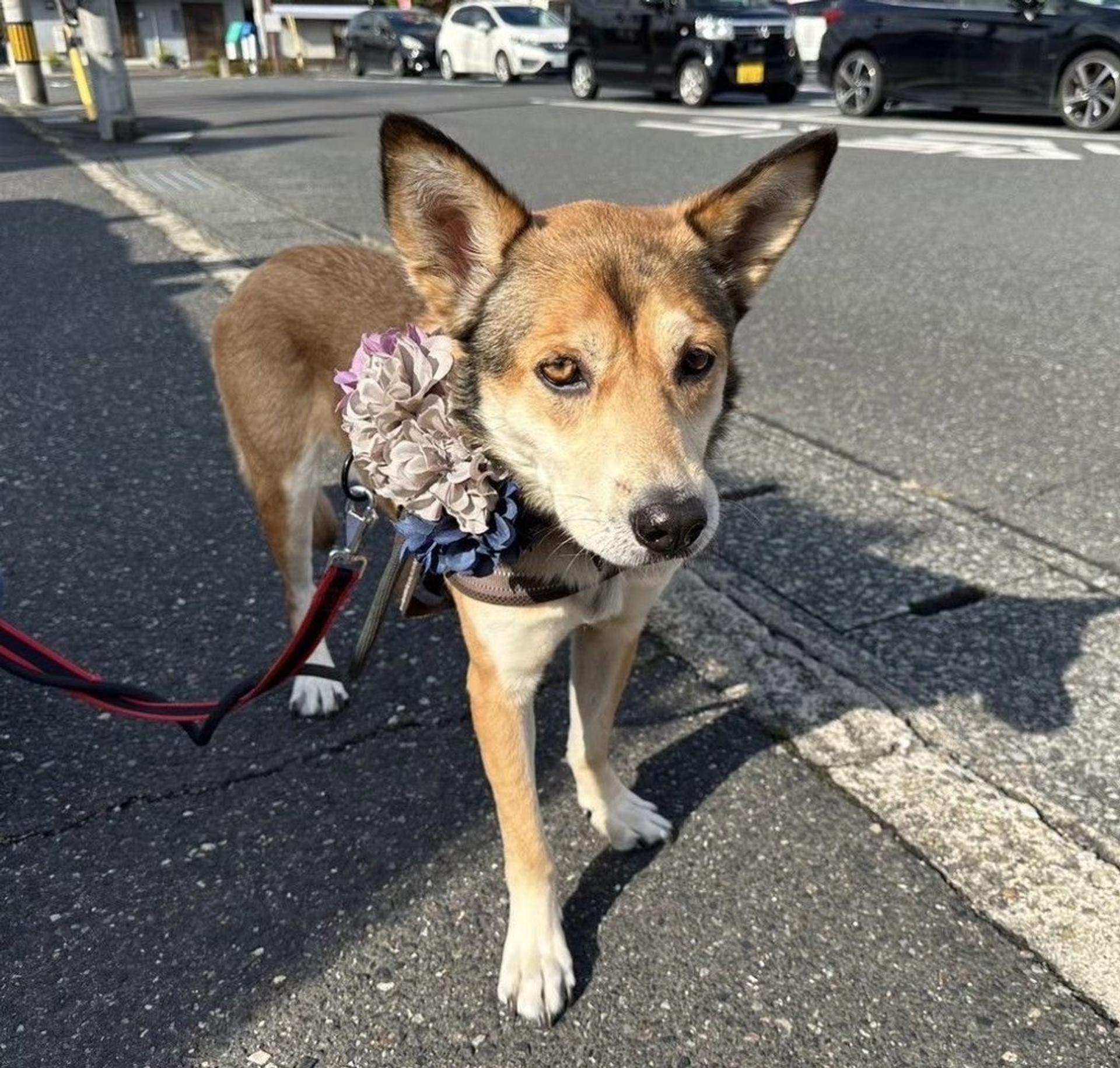 pet-image-3
