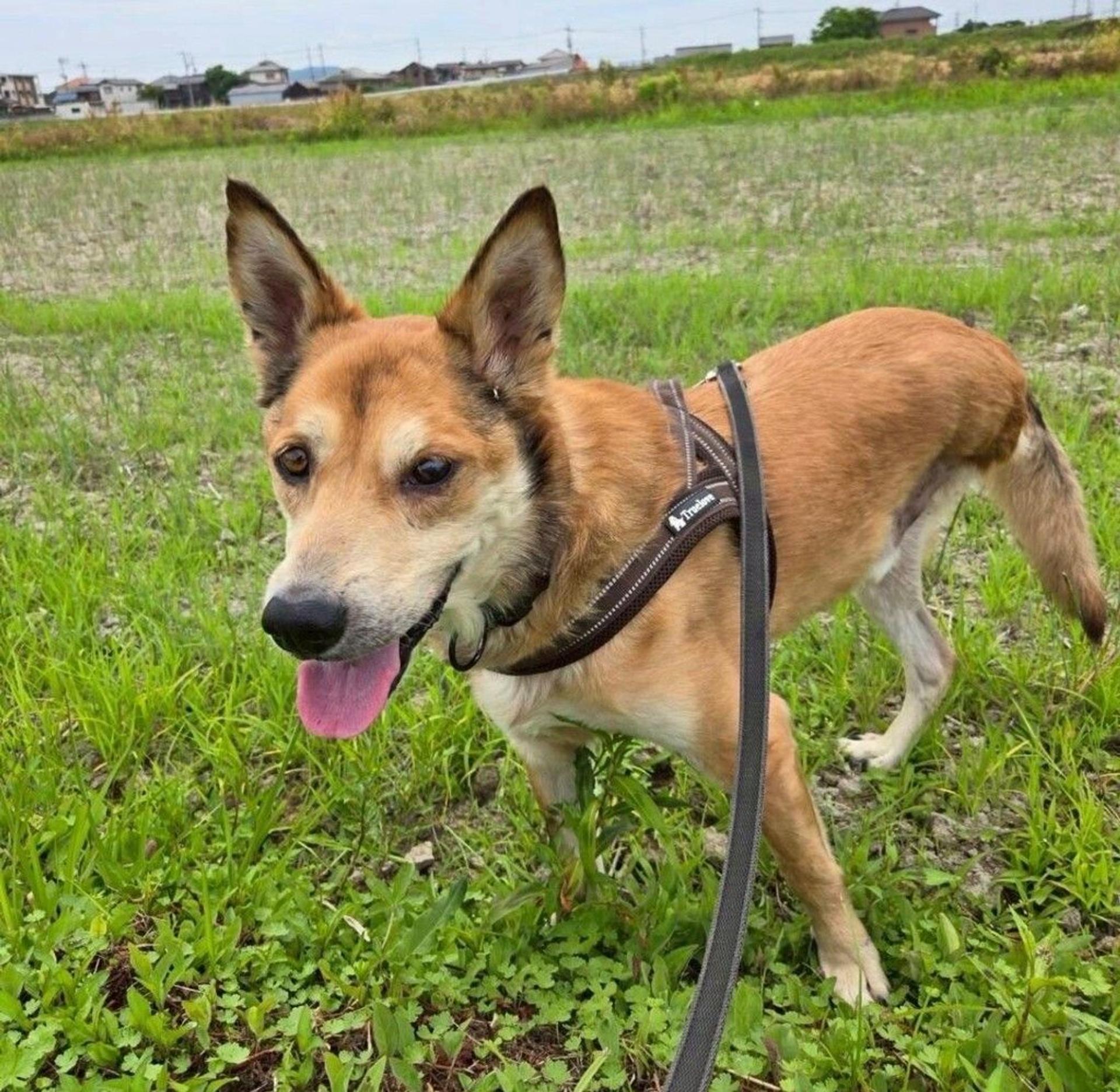 pet-image-6
