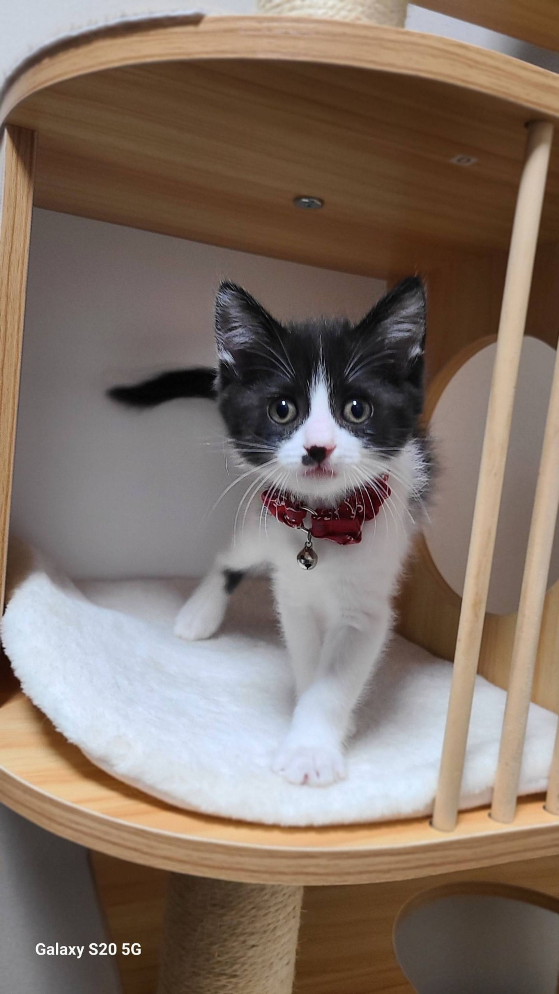 雑種（ミックス猫）・メスの里親募集の写真