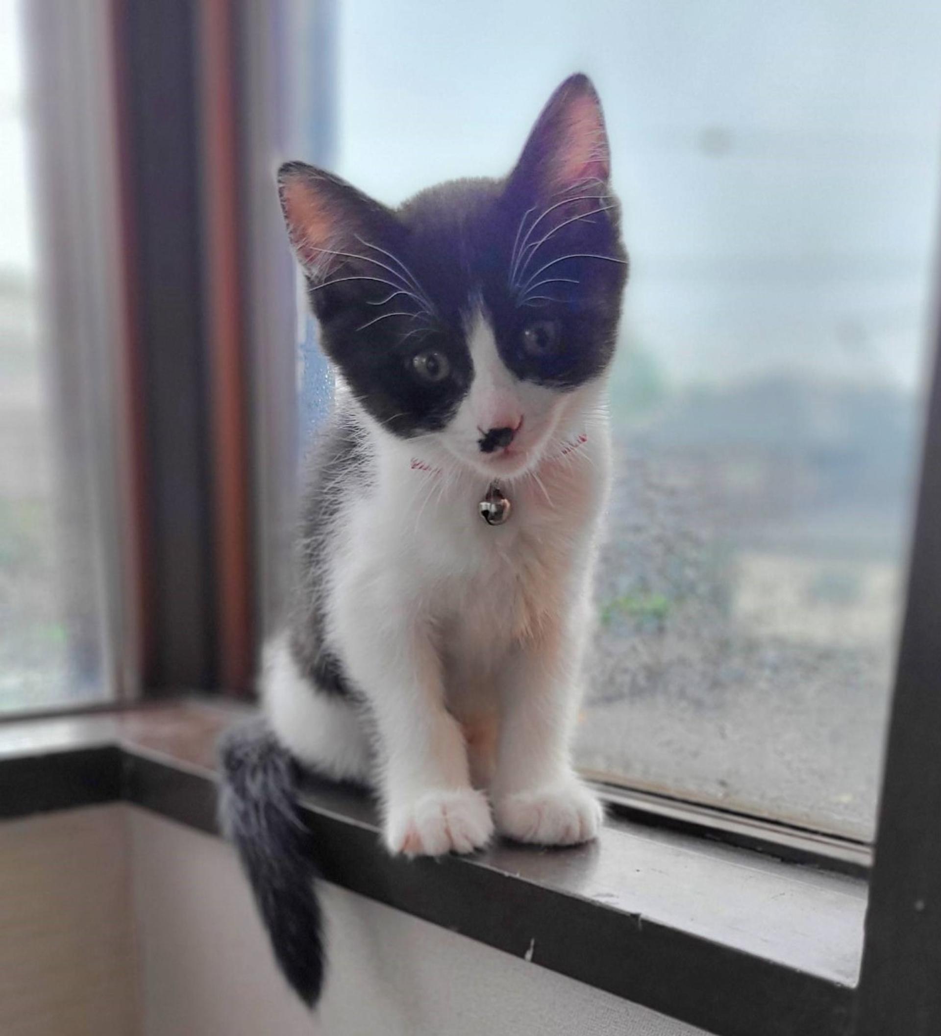 pet-image-2