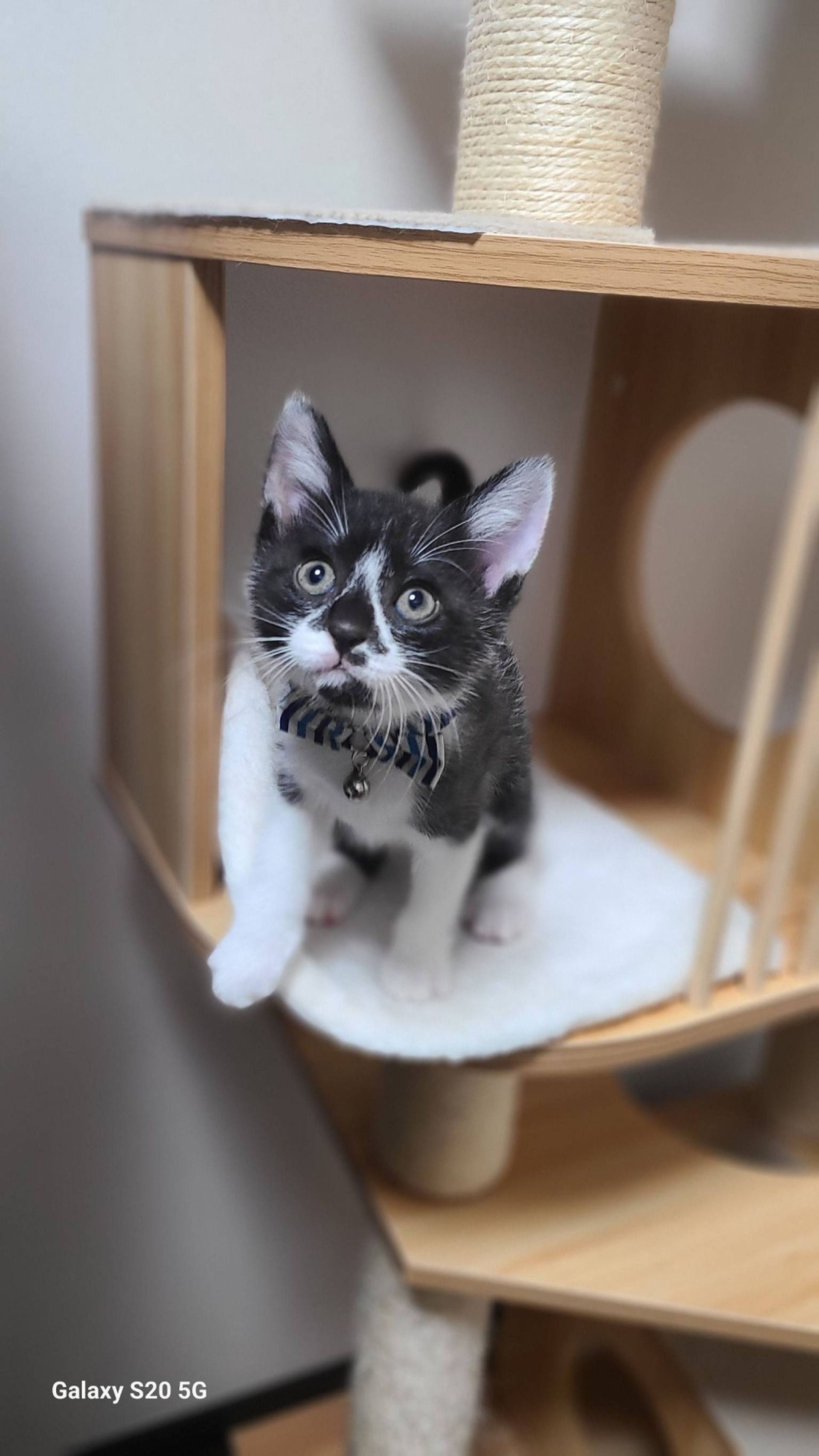 雑種（ミックス猫）・オスの里親募集の写真