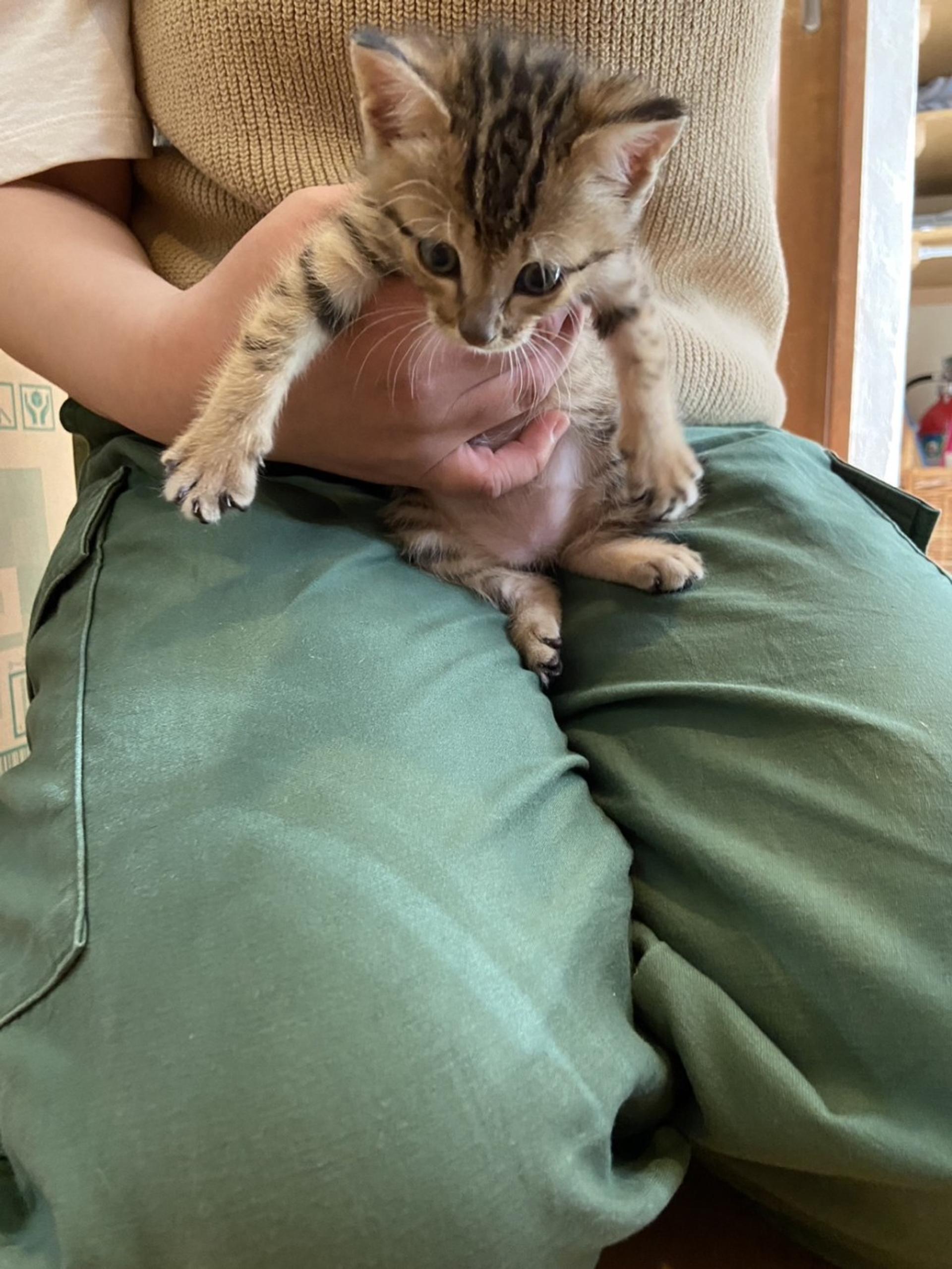 pet-image-3