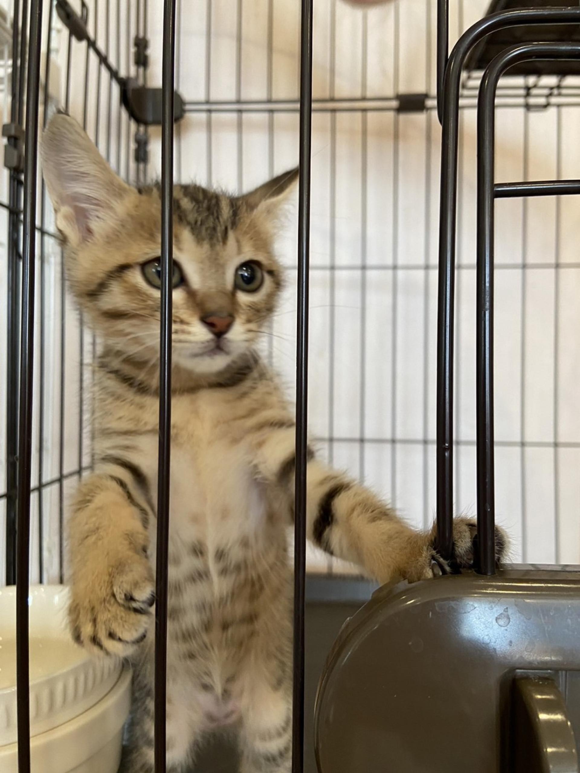 pet-image-4