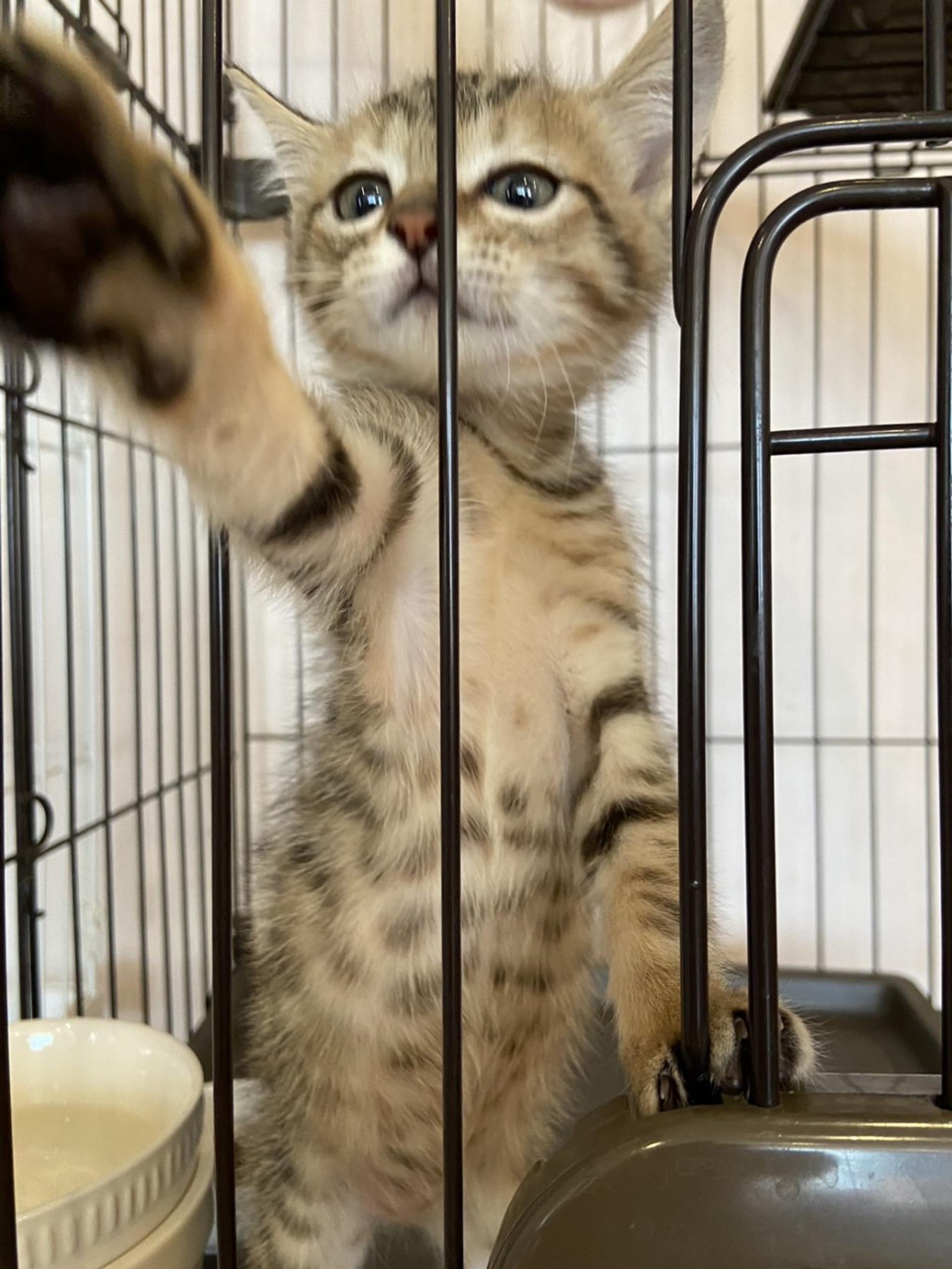 pet-image-5