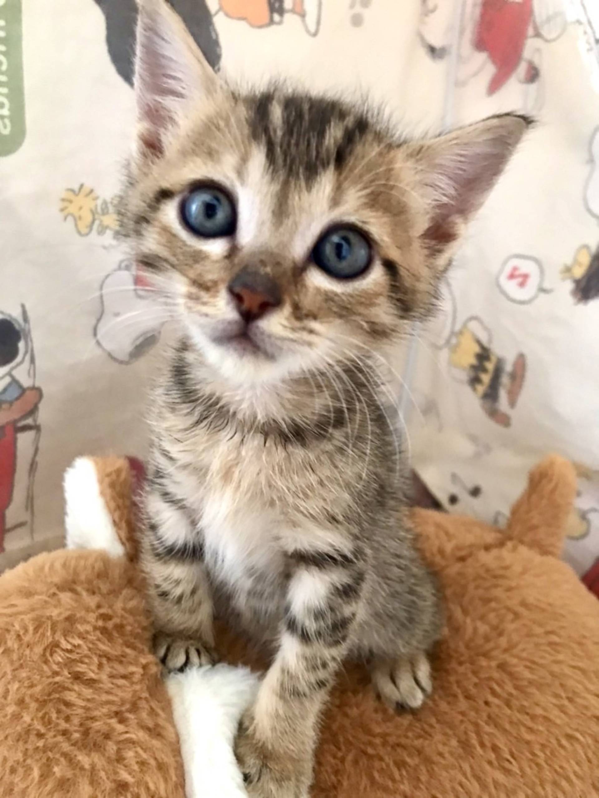 雑種（ミックス猫）・メスの里親募集の写真