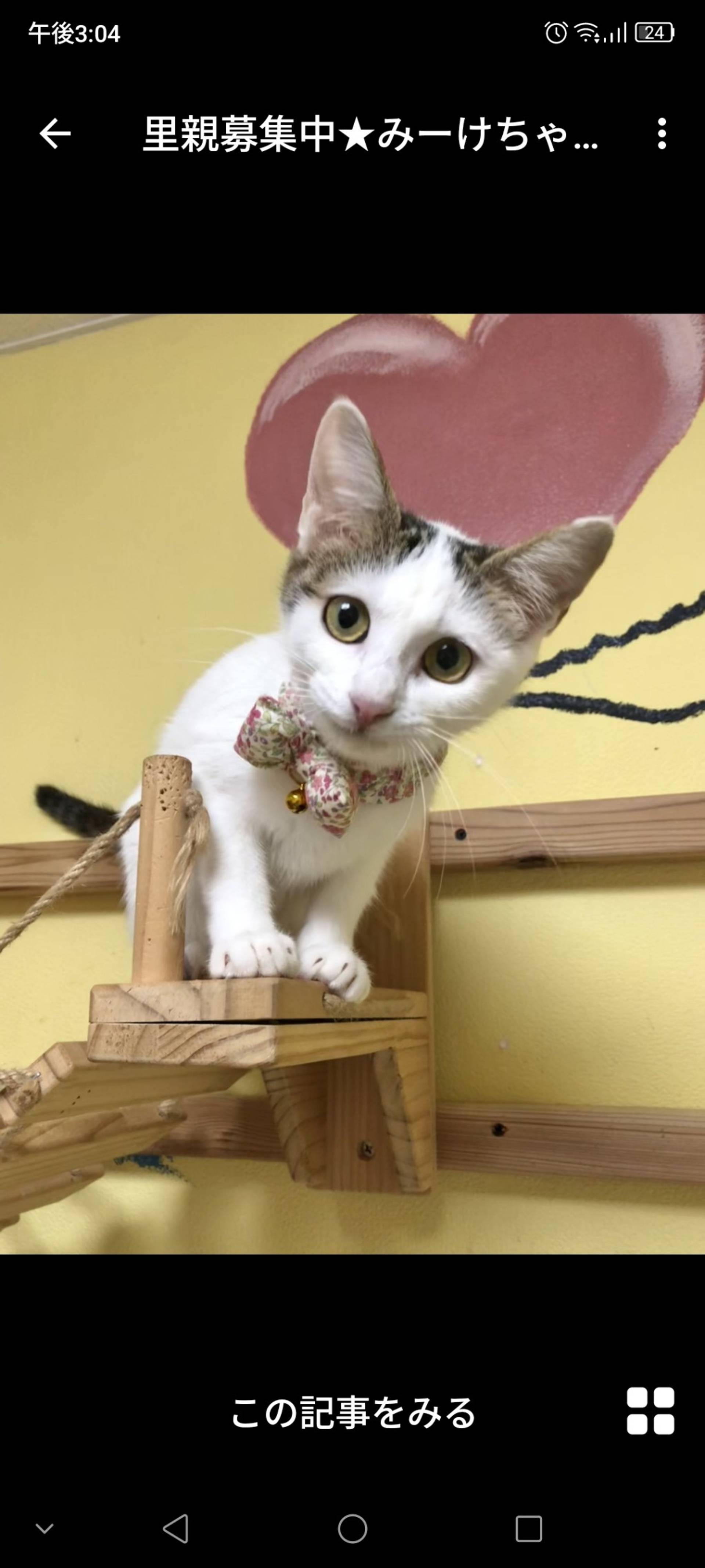 雑種（ミックス猫）・メスの里親募集の写真