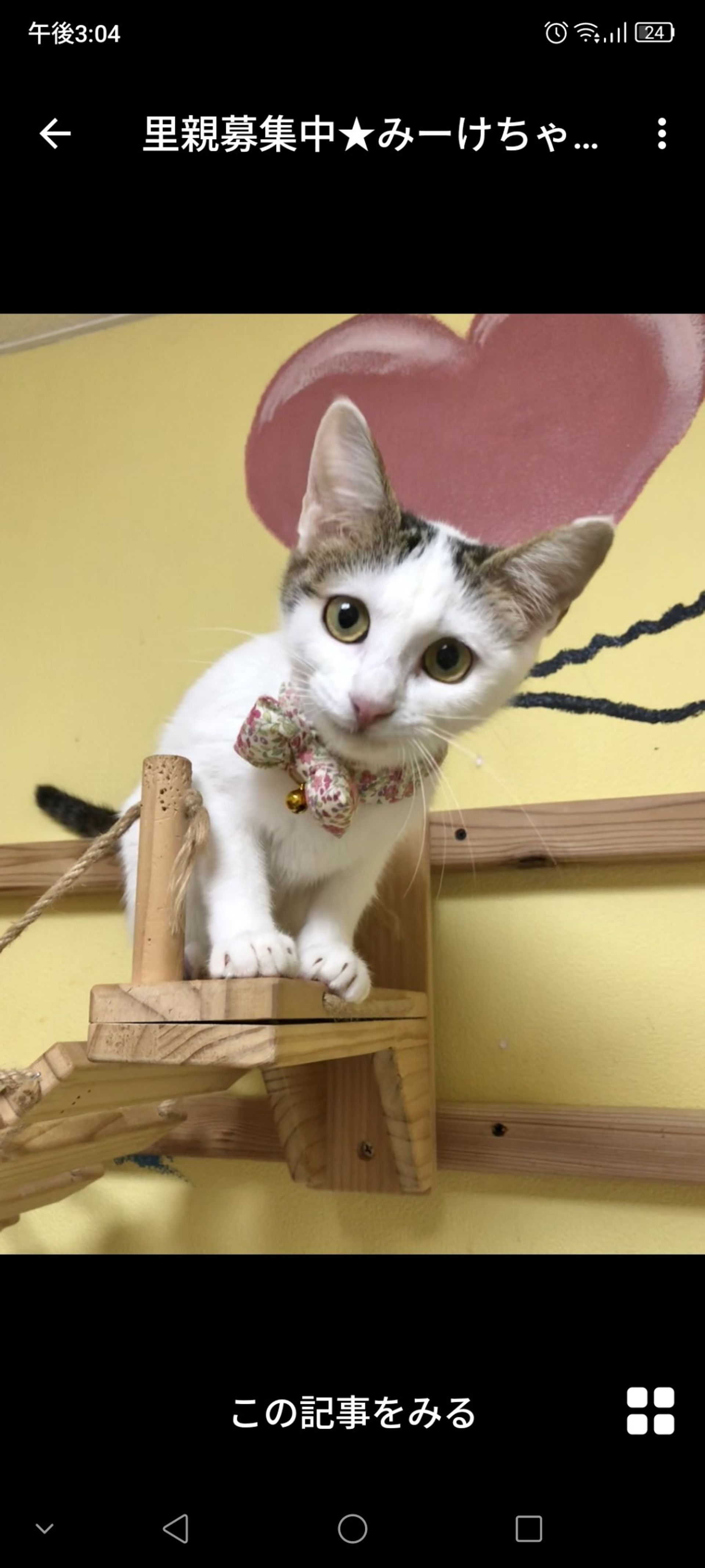 雑種（ミックス猫）・メスの里親募集の写真
