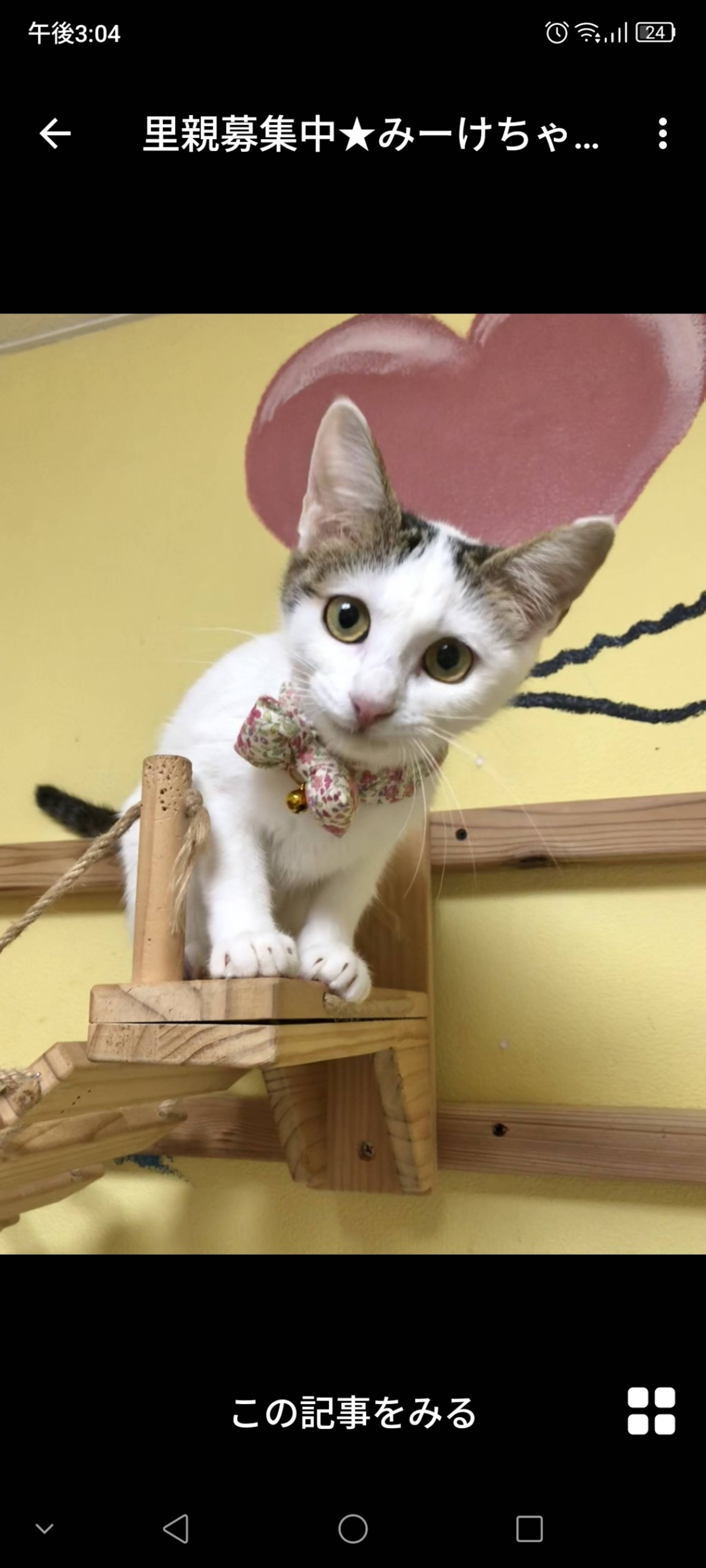 雑種（ミックス猫）・メスの里親募集の写真