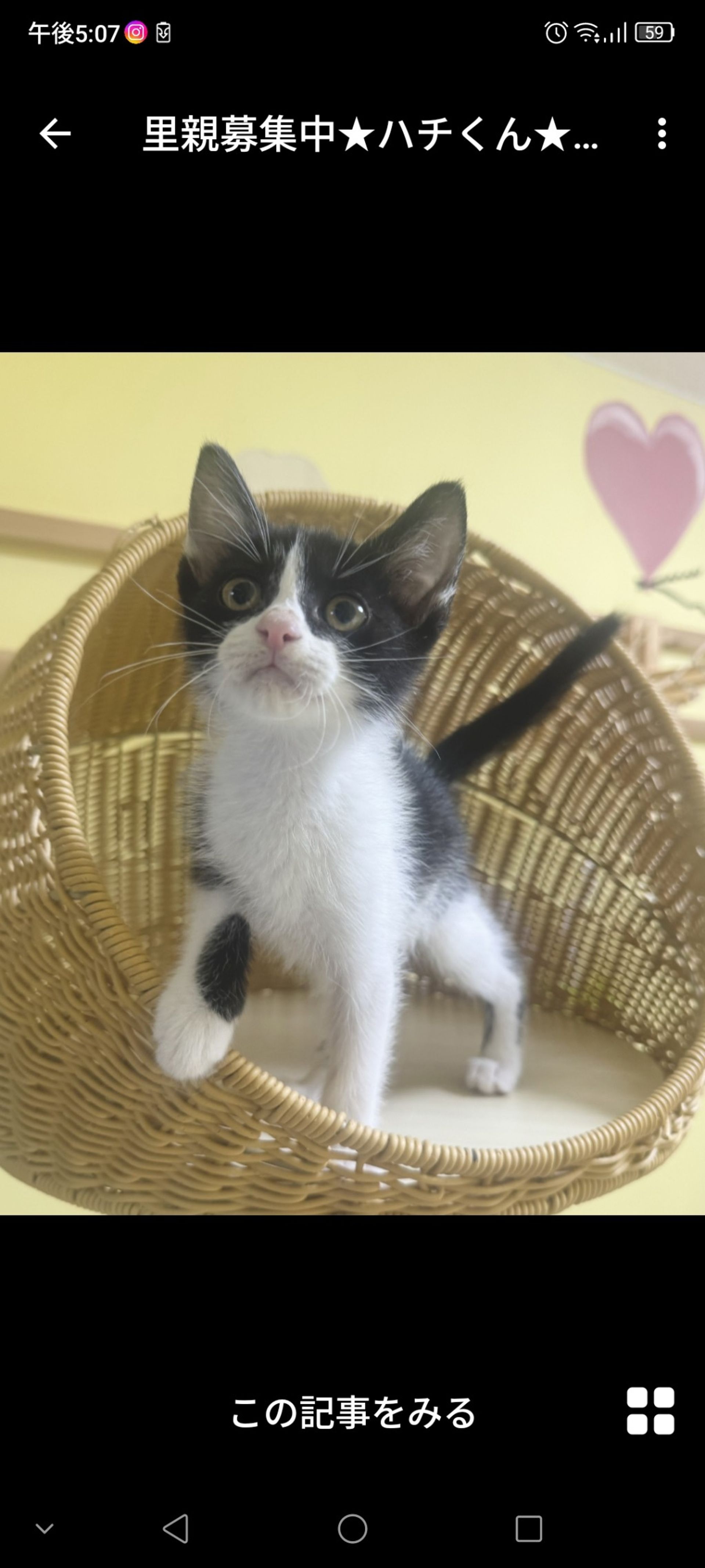 雑種（ミックス猫）・オスの里親募集の写真