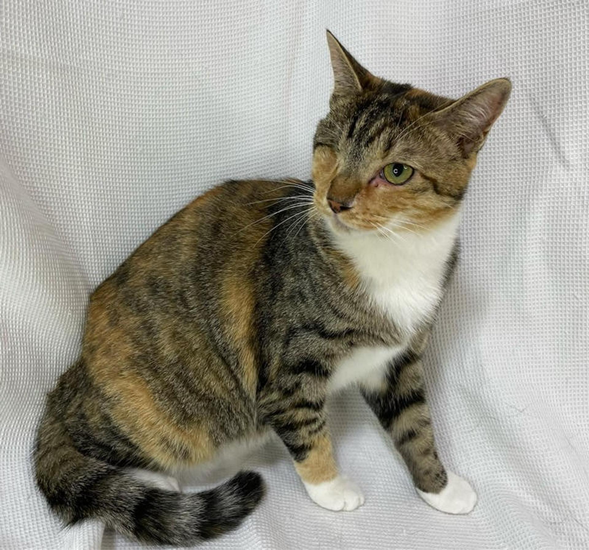 pet-image-3