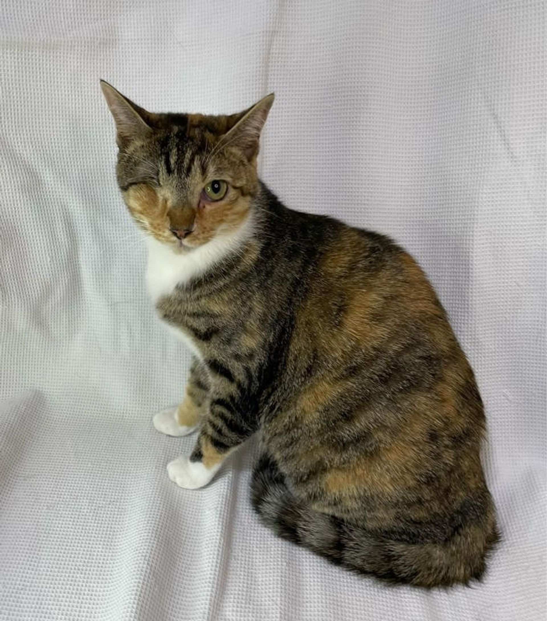 雑種（ミックス猫）・メスの里親募集の写真